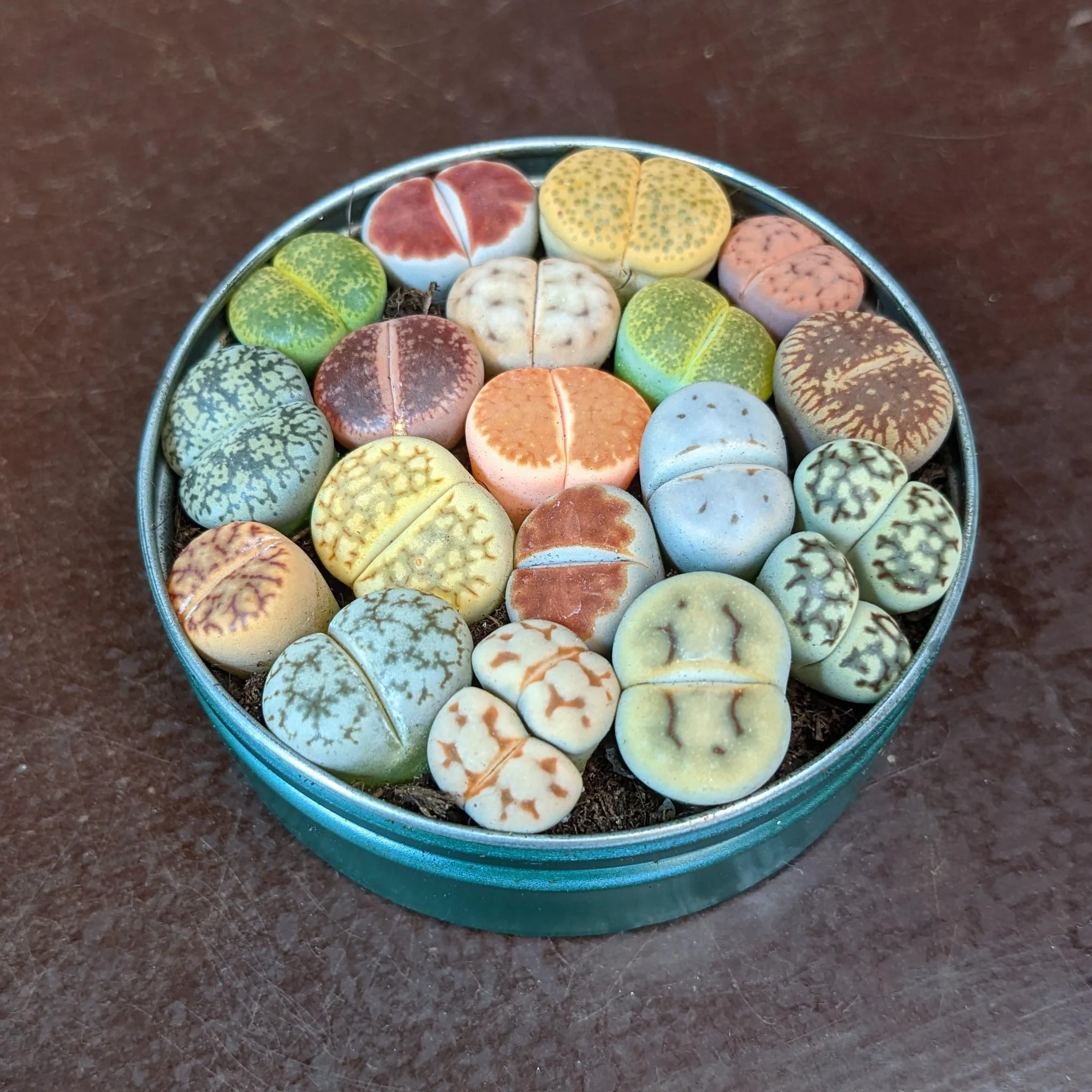 SUNNYPLANTS Lithops mieszanka roślin, rzadkie sukulenty żywe kamienie (10)