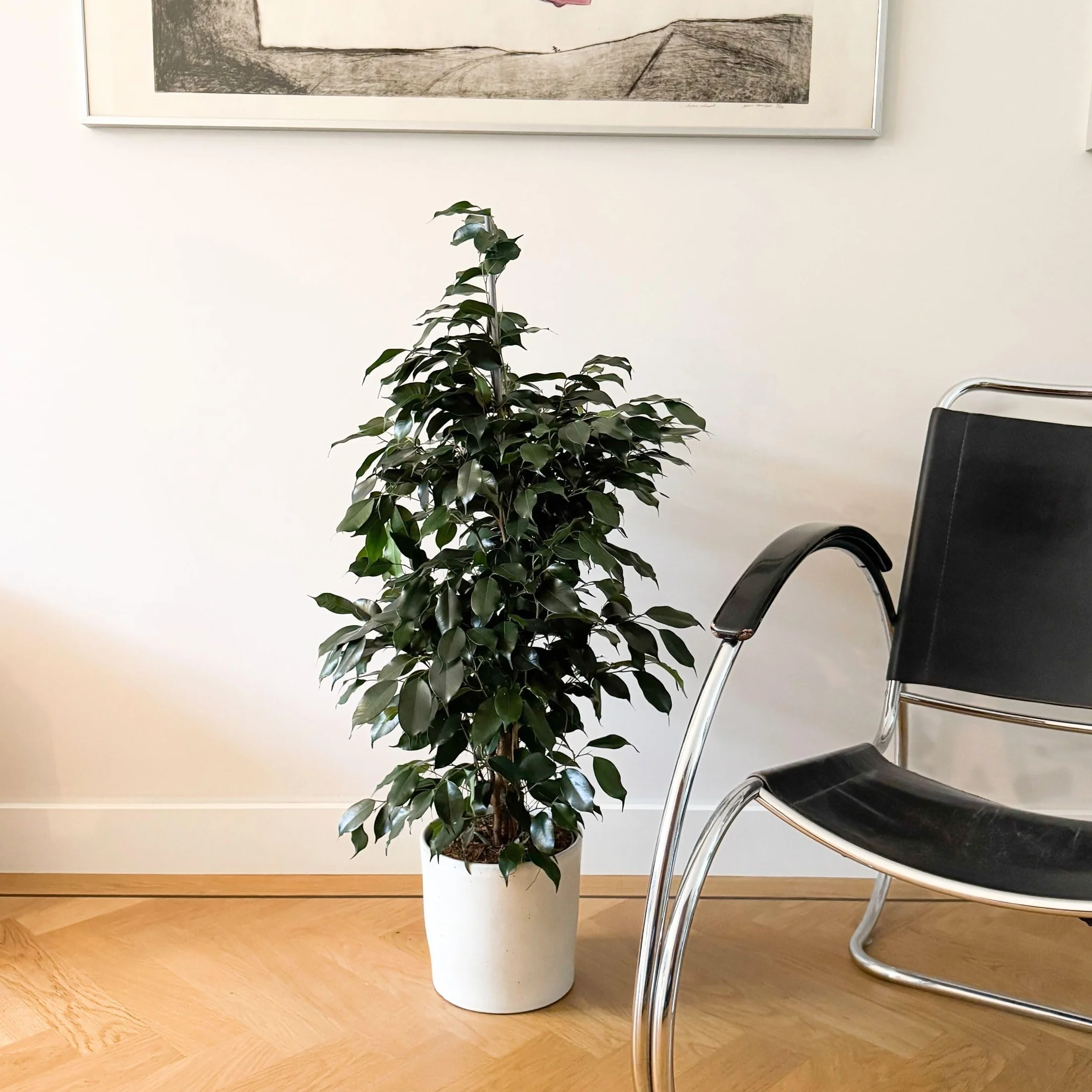 Plant in a Box - Ficus benjamina Danielle - Real Houseplant Large - Fiddle Plant - Doniczka 21cm - Wysokość 100-110cm