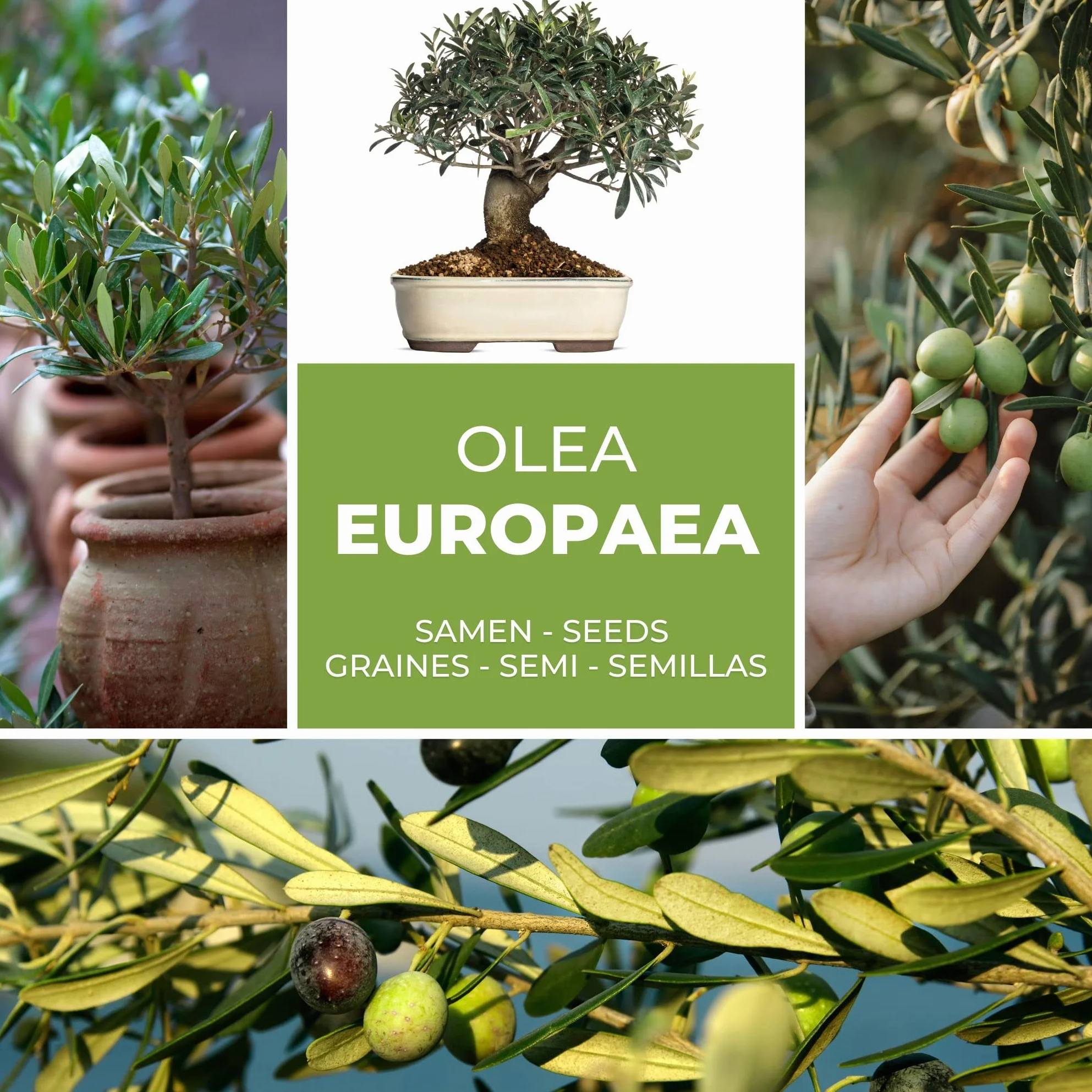 Nasiona Oliwki Olea europaea 10 Szt. Drzewko Śródziemnomorskie do Ogrodu Bonsai