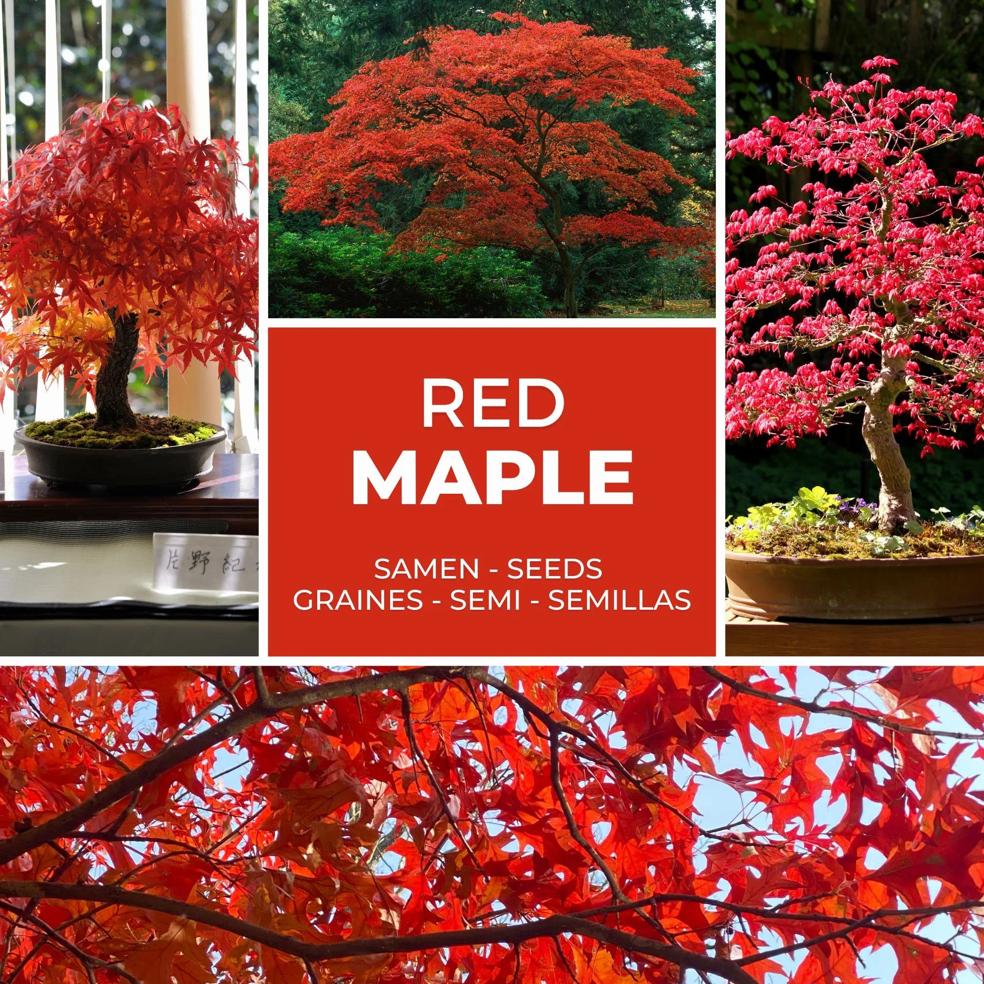 Klon Palmowy Czerwony Nasiona 20 szt - Mrozoodporny Acer Palmatum Atropurpureum Bonsai Ogród