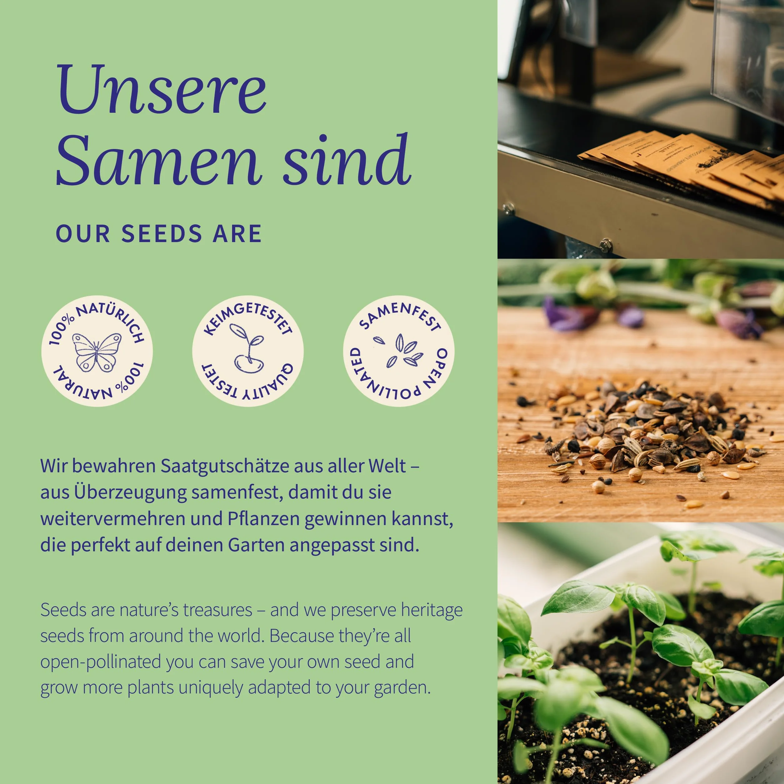 Magic Garden Seeds Pudełko z nasionami roślin alpejskich 9 odmian dzikie kwiaty zioła górskie