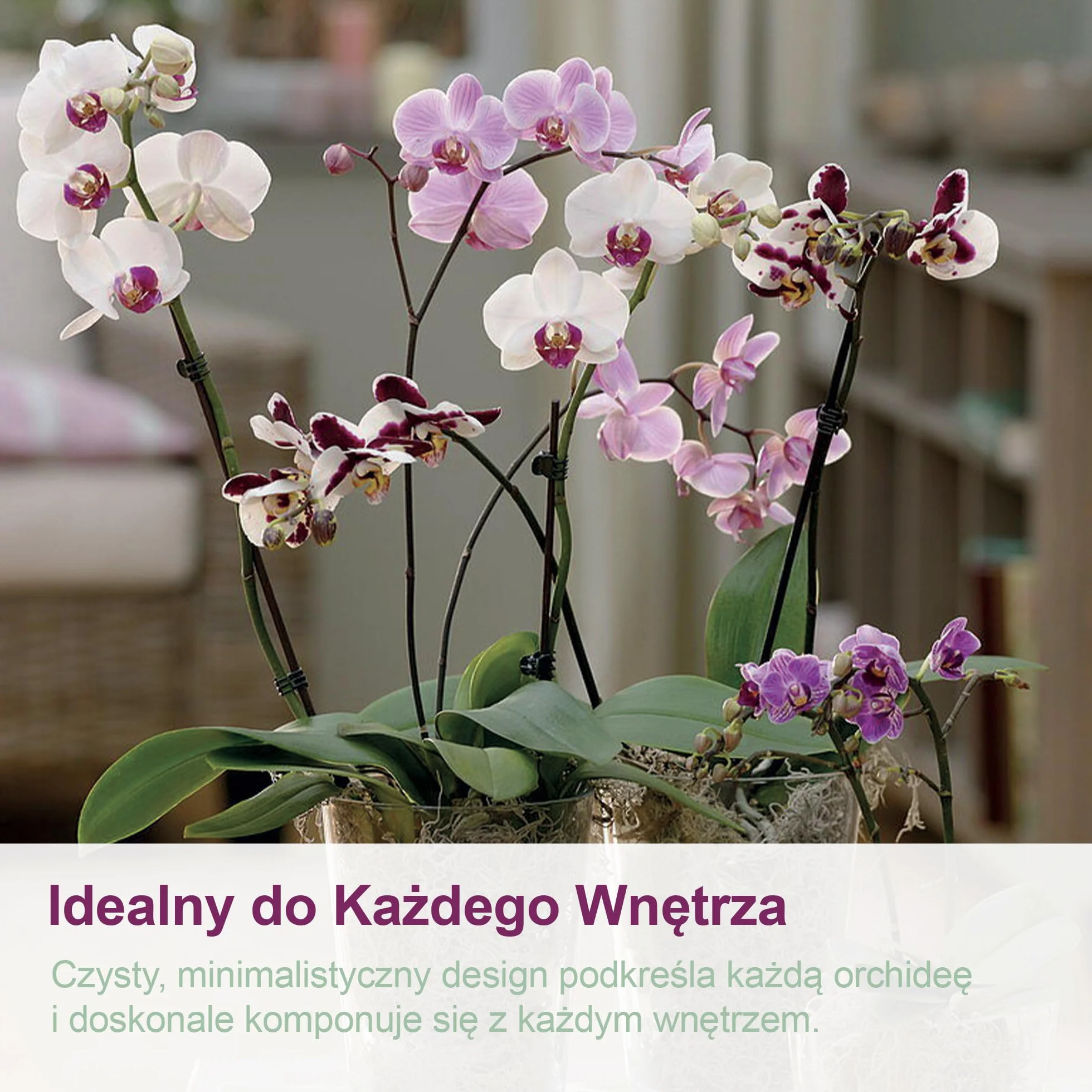 Przezroczysty plastikowy wazon na orchideę z otworami drenażowymi i spodkiem (5, Ø 16 cm)
