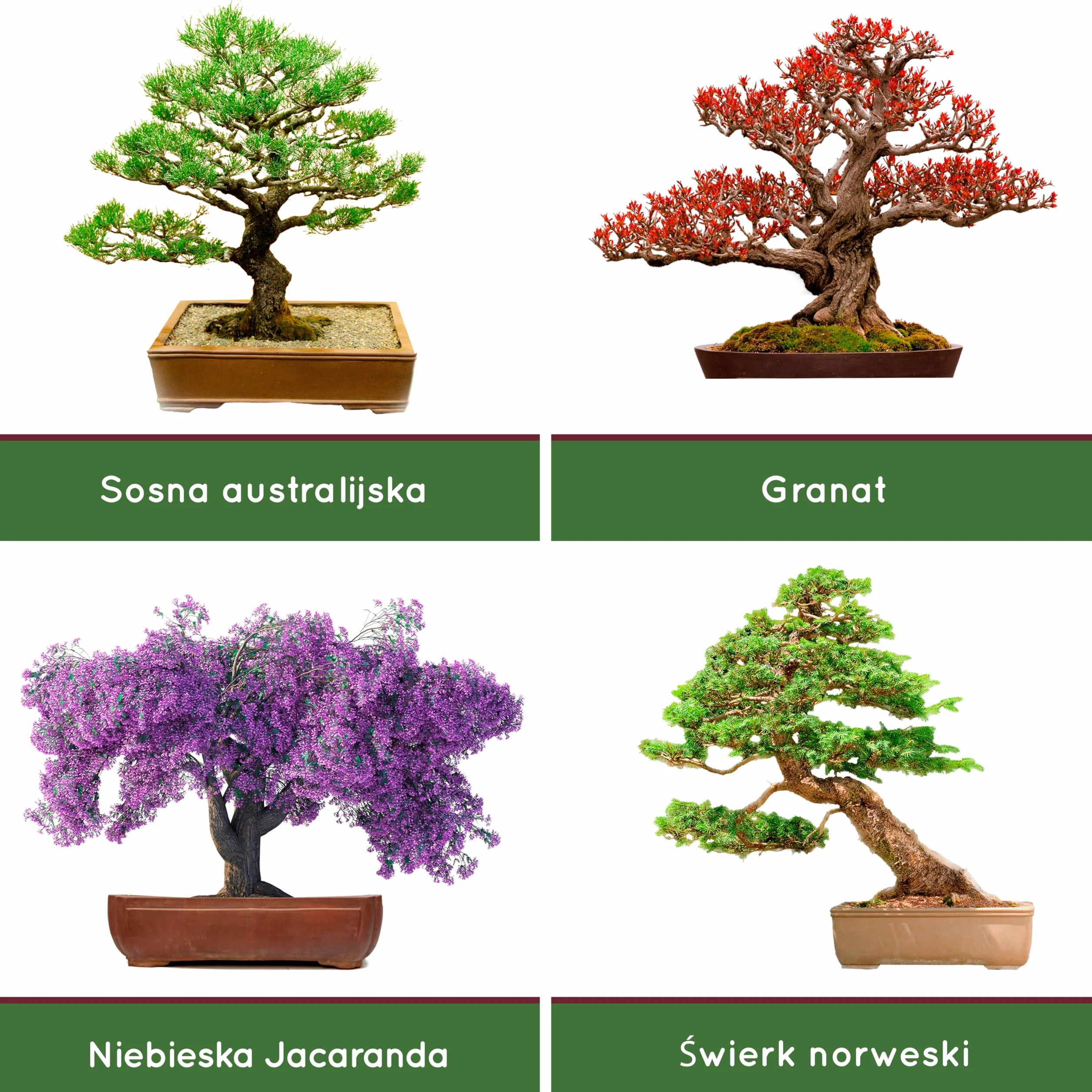 Zestaw Startowy Bonsai - 4 Drzewka Bonsai (Organiczne Nasiona) - Unikalny Pomysł Na Prezent - Wszystko, Czego Potrzebujesz, Aby Wyhodować Własne Drzewka Bonsai w Domu - Kompletna Instrukcja Obsługi Krok Po Kroku.