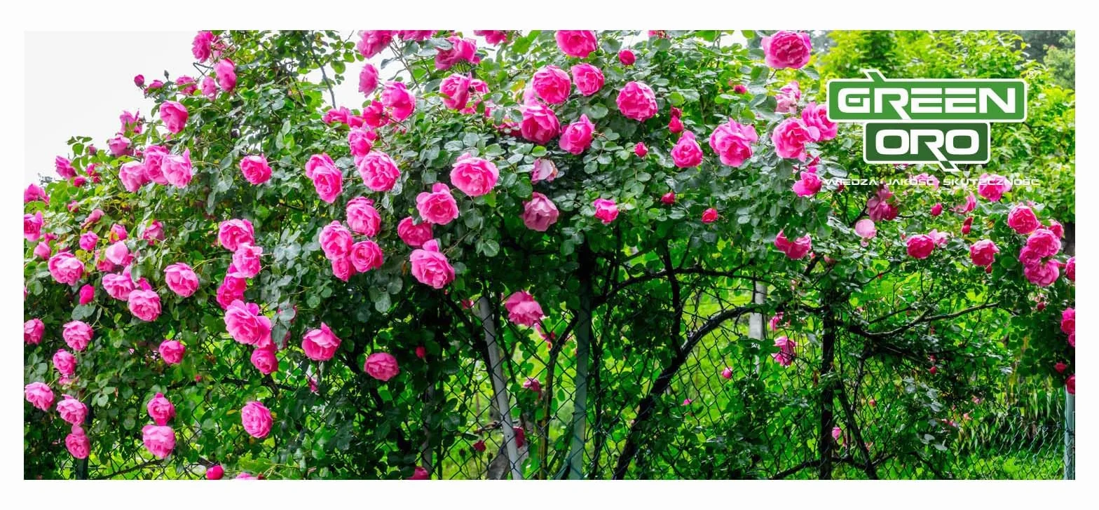 FLOWERS AKI 1,5KG - Jesienny nawóz idealny dla róż, kwiatów i roślin ozdobnych.