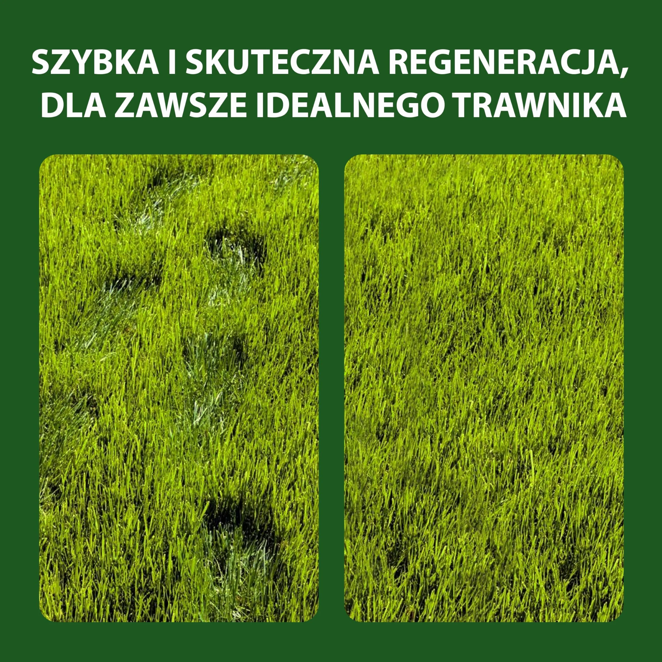 LERAVA Nasiona trawnika Cynodon dactylon (500 g) - Na 50 m² - Deptany i odporne na suszę - Idealne do trawników śródziemnomorskich i nadmorskich - Zużywa do 20% mniej wody - Made in Italy