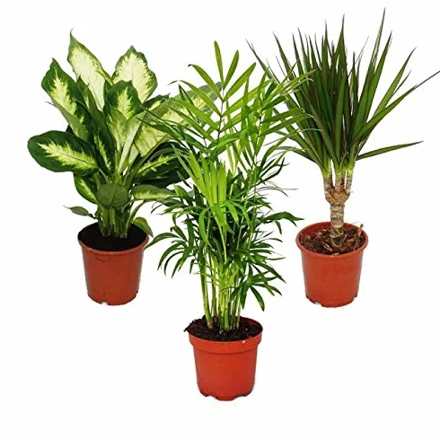 Zestaw roślin pokojowych 3-częściowy Dieffenbachia Chamaedorea Dracena Marginata doniczka 10-12 cm