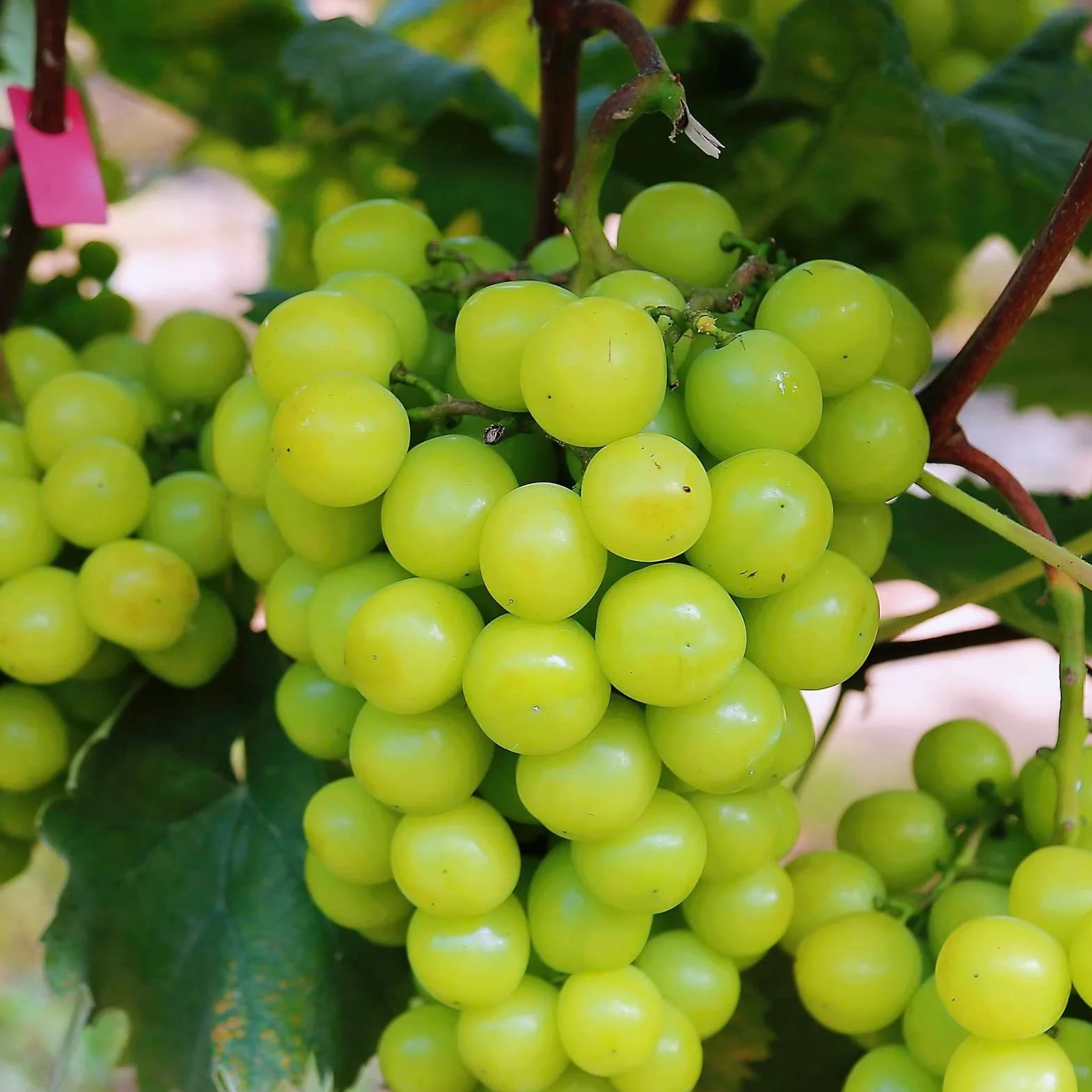 Nasiona winogron, 100 szt. Nasiona winogron do sadzenia nasion do sadzenia warzyw i owoców, słodkie nasiona owoców bez GMO Shine-Muscat Grape Home Garden Hydroponic Seeds Posiew