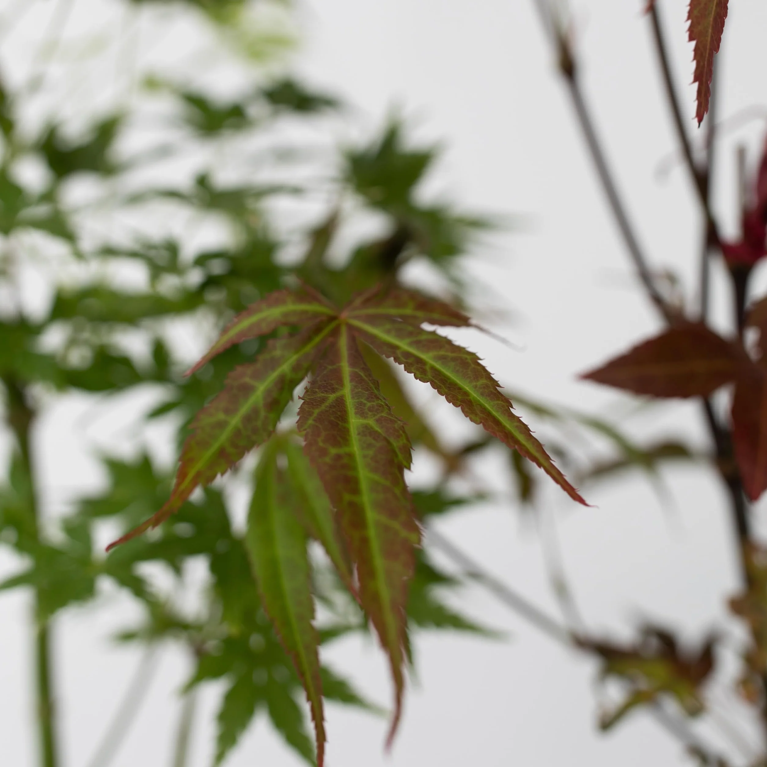Zestaw 4 Klonów Japońskich Acer palmatum Atropurpureum Going Green Orange Dream Butterfly 10,5cm 25-40cm