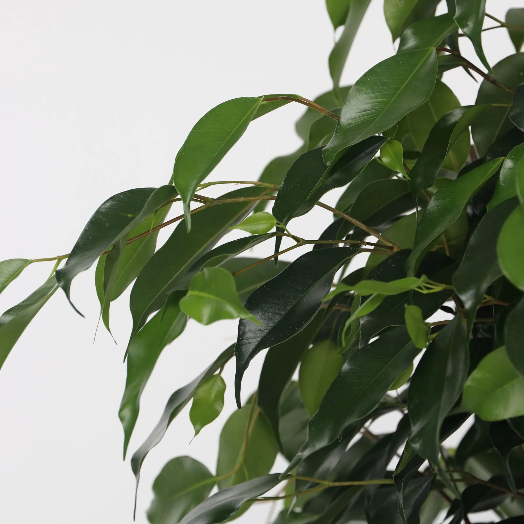 Plant in a Box - Ficus benjamina Danielle - Real Houseplant Large - Fiddle Plant - Doniczka 21cm - Wysokość 100-110cm