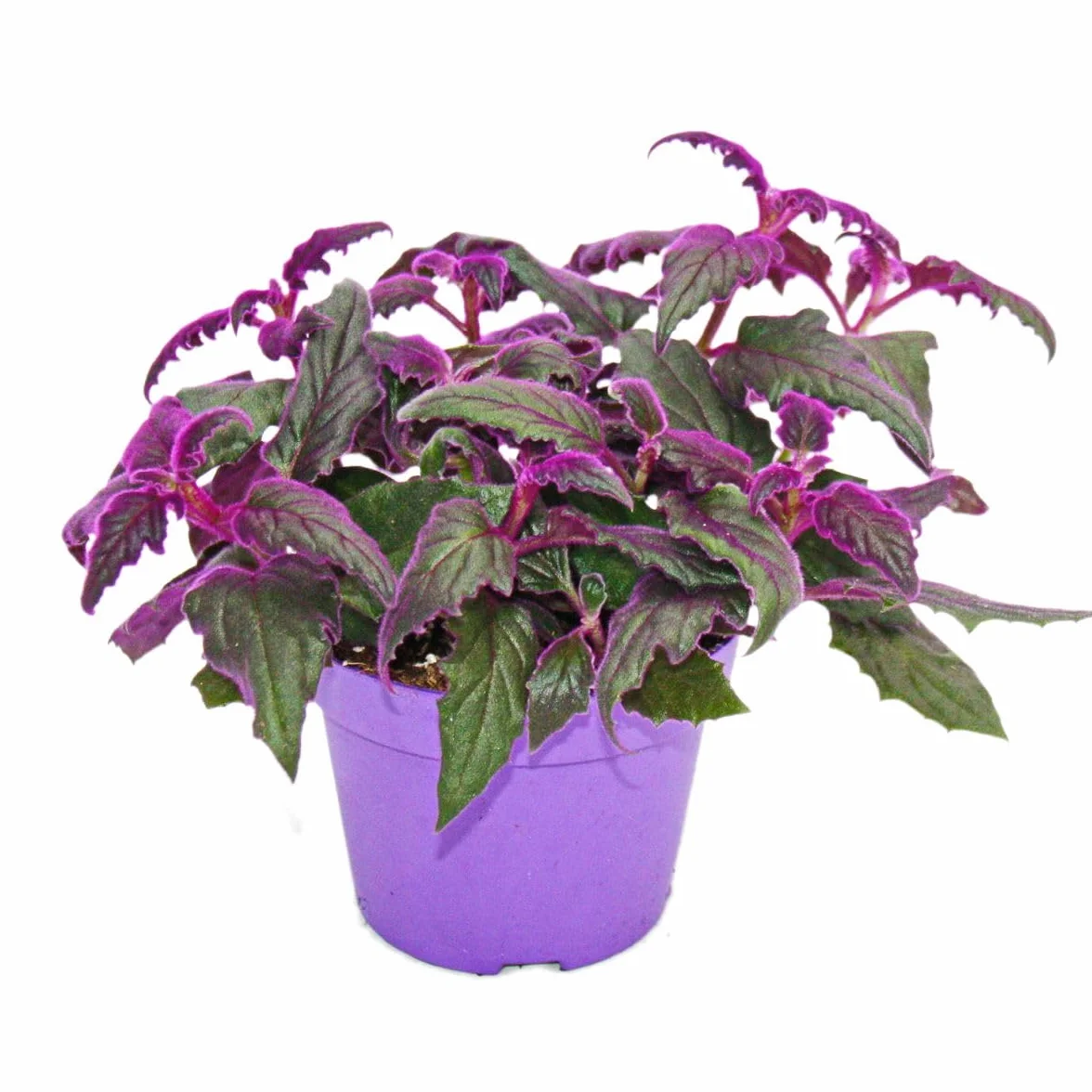 Gynura Purple Passion - Velvet-Leaf - Purple Plant - 12cm doniczka