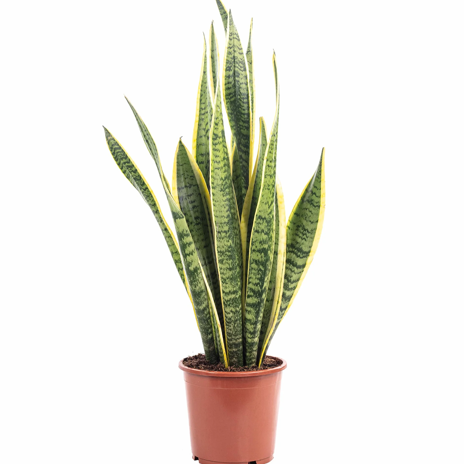 Sansevieria trifasciata Laurentii Wężownica Bogenhanf roślina pokojowa 45 cm doniczka 14 cm