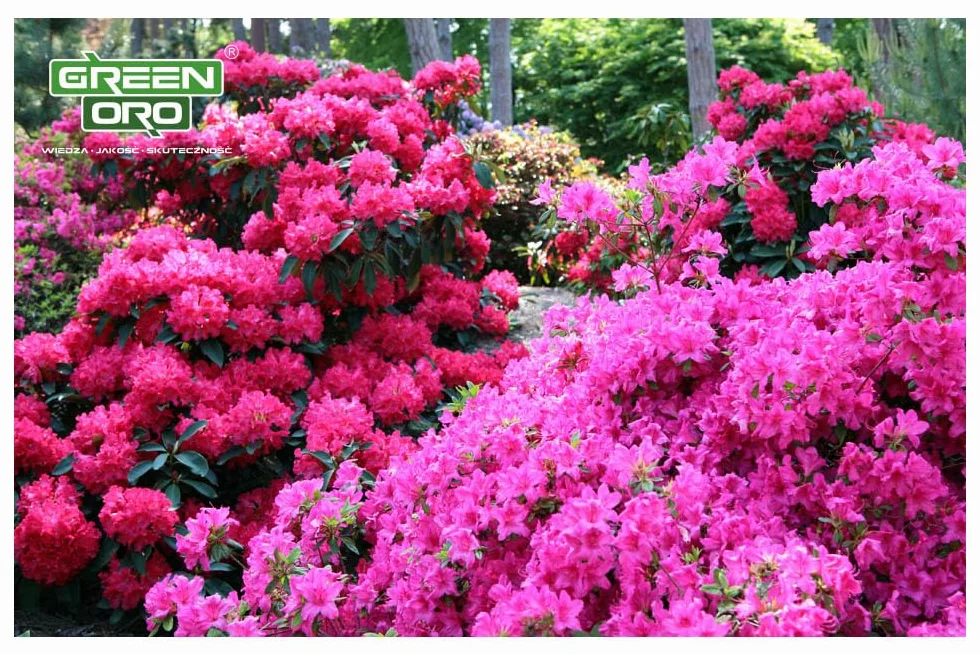 FLOWERS ACID 24KG - Długodziałający nawóz do hortensji i roślin kwasolubnych.