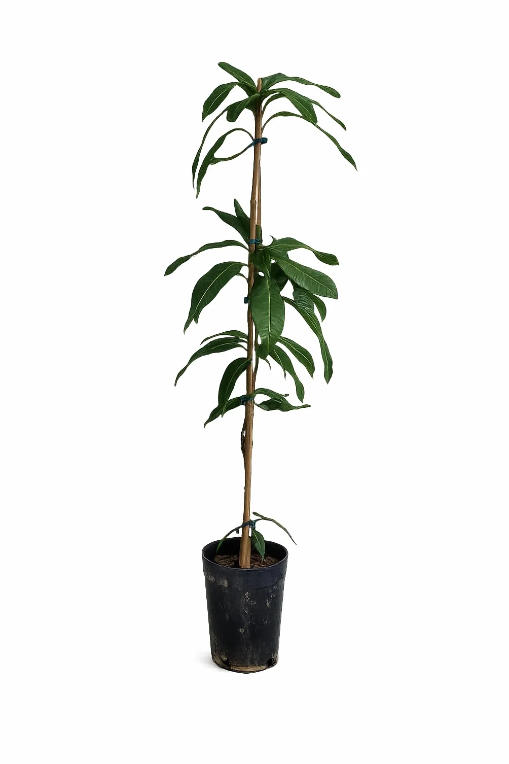 Drzewo mango Kent uszlachetnione 140-180 cm – Mangifera indica – tropikalna roślina owocowa – roślina mango w doniczce – idealna do ogrodu i ogrodu zimowego