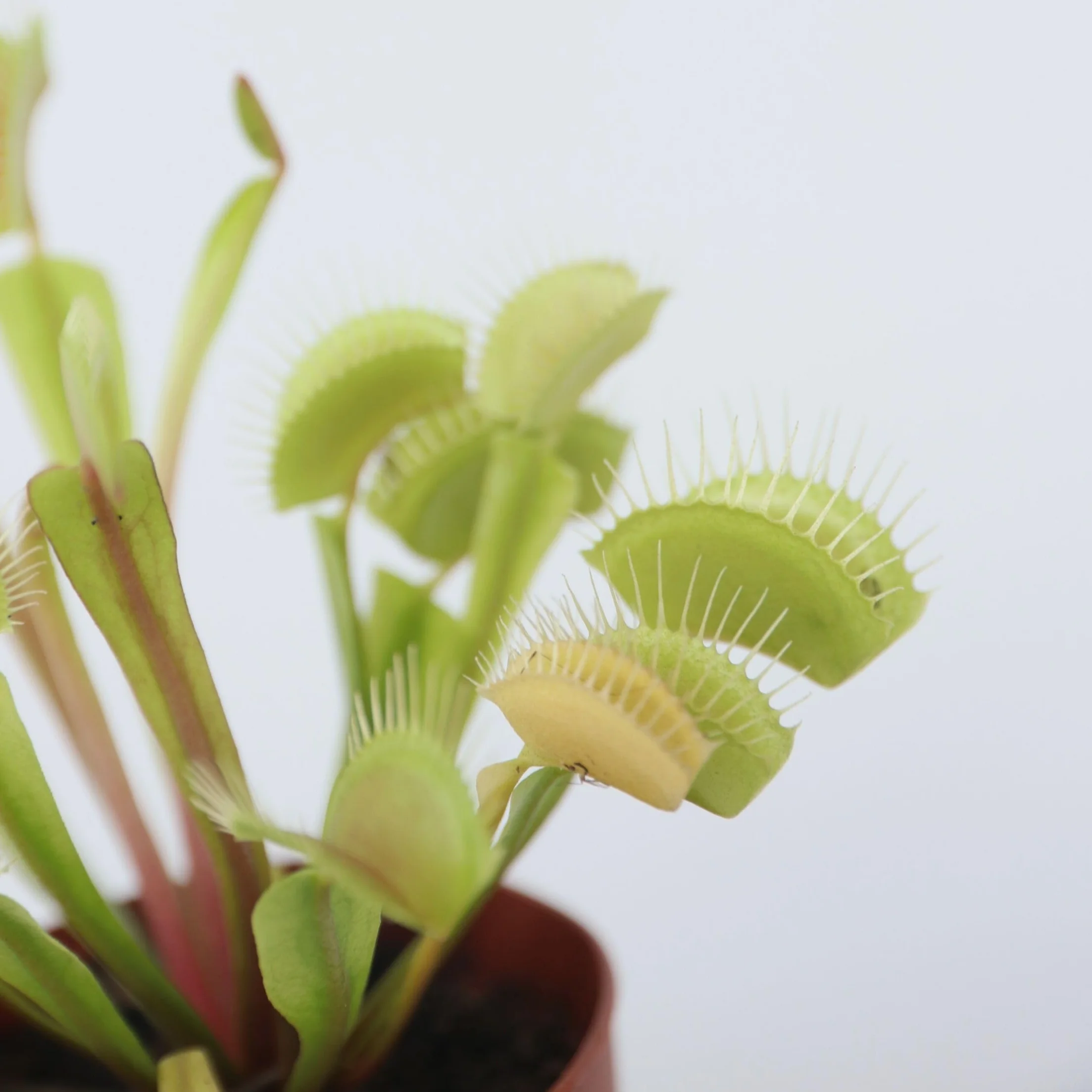 Dionea Muscipula Muchołówka Amerykańska Roślina Mięsożerna Zestaw 3 sztuk Doniczka 5,5cm Wysokość 5-10cm