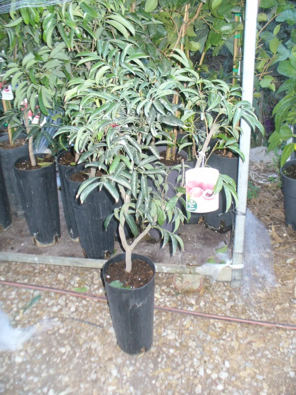 Litchi chinensis drzewo liczi młode
