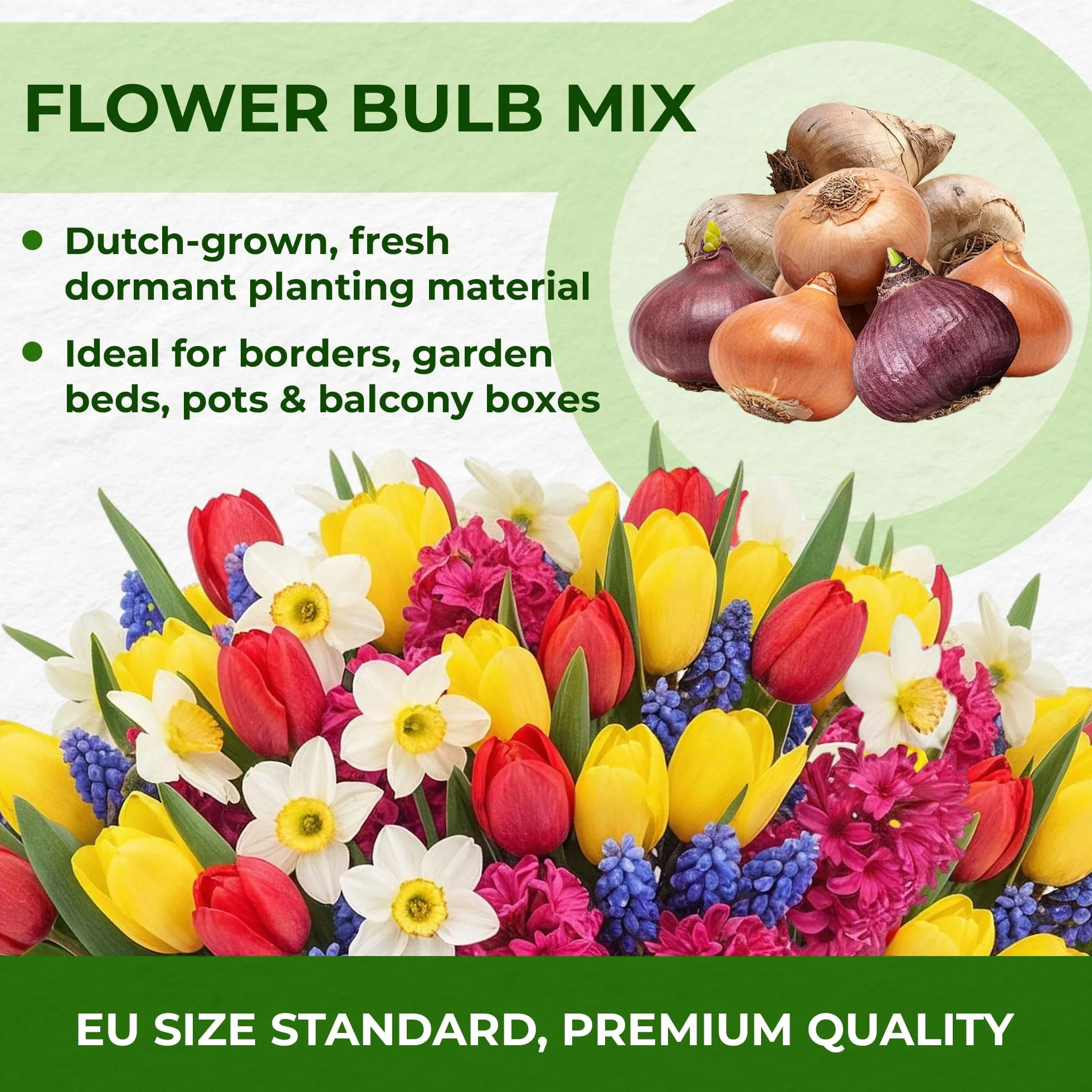 Kolekcja cebul kwiatowych Spring Border (50 cebul) ekskluzywna mieszanka z Holandii, odporna i wieloletnia do ogrodu, doniczek (duże, bez nasion, nie sztuczne) tulipany-narcyzy-hiacynty-muscari