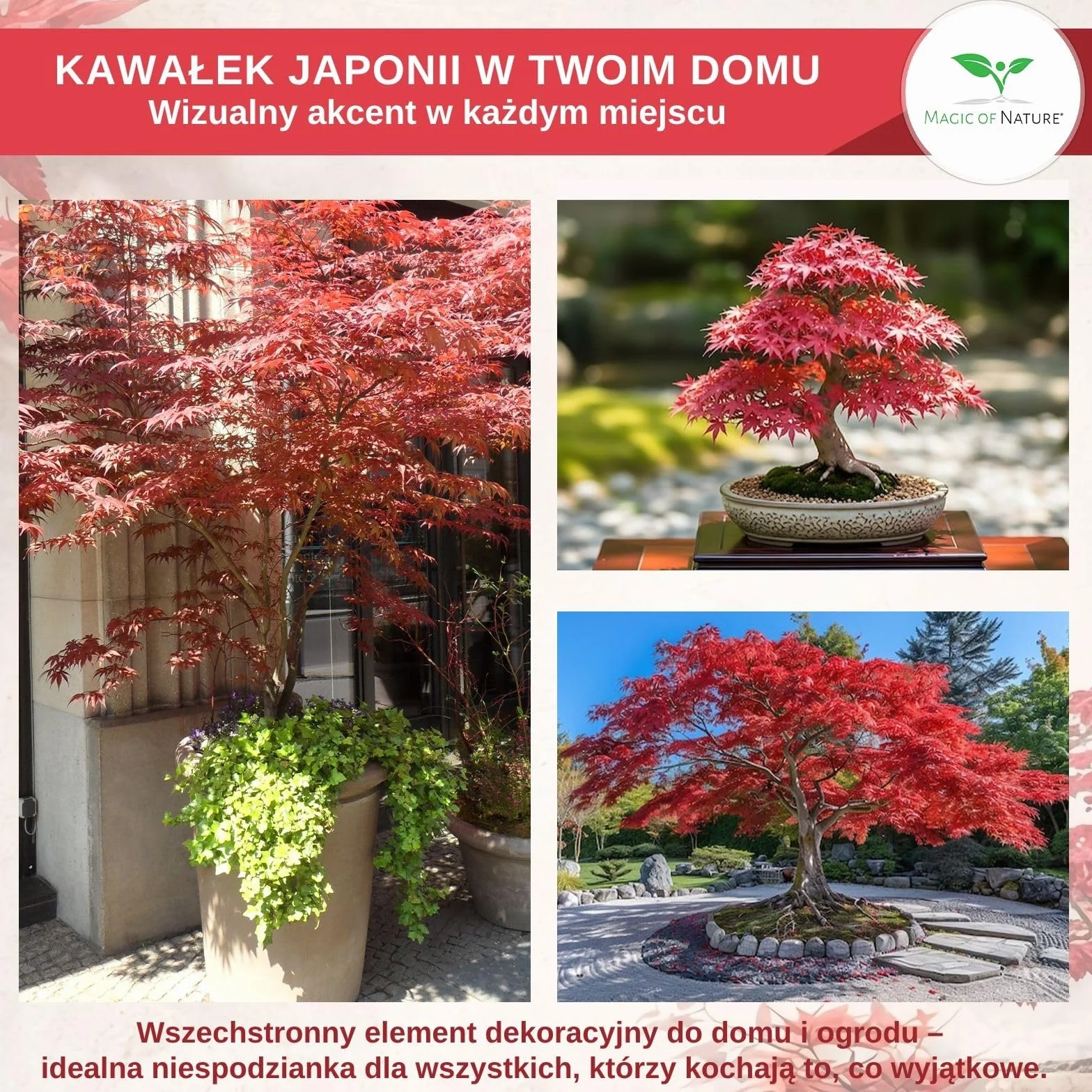 Klon Palmowy Czerwony Nasiona 20 szt - Mrozoodporny Acer Palmatum Atropurpureum Bonsai Ogród