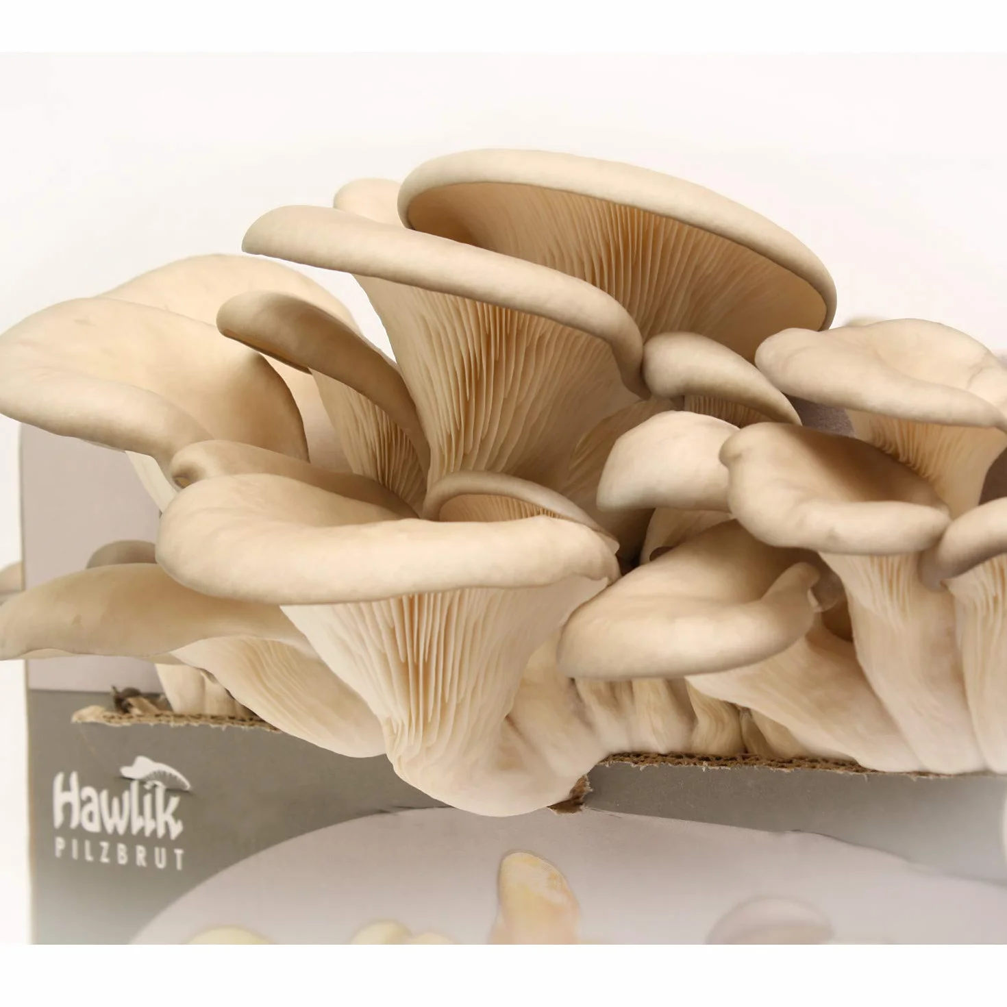 Hawlik Pilzbrut zestaw do hodowli boczniaków 1,5 kg