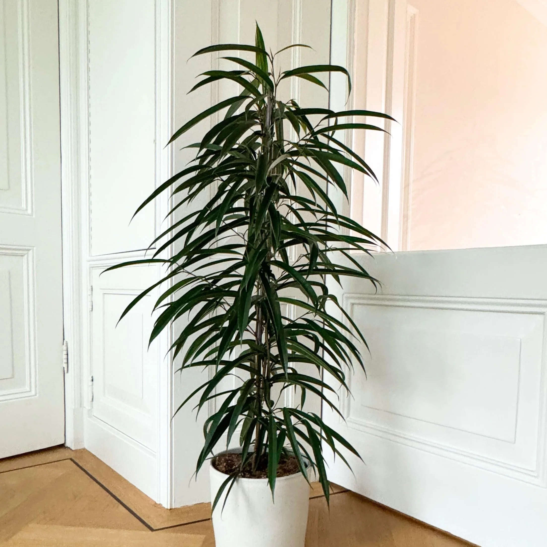 Plant in a Box - Ficus Binnendijckii Alii - Real Houseplant Large - Fiddle Plant - Doniczka 21cm - Wysokość 100-110cm