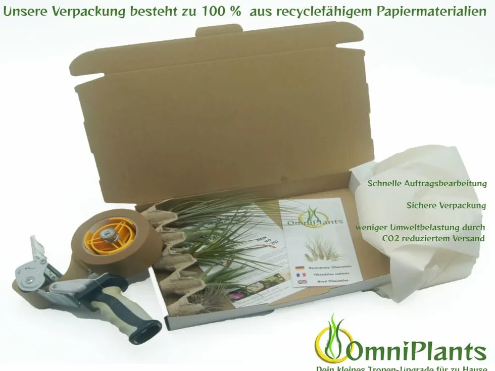 Tillandsien mix 5 sztuk EXTRA T. fuchsii var gracilis Air Plants łatwe w pielęgnacji naturalna dekoracja