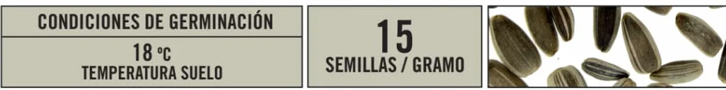 Semillas Batlle Żółty słonecznik karłowaty