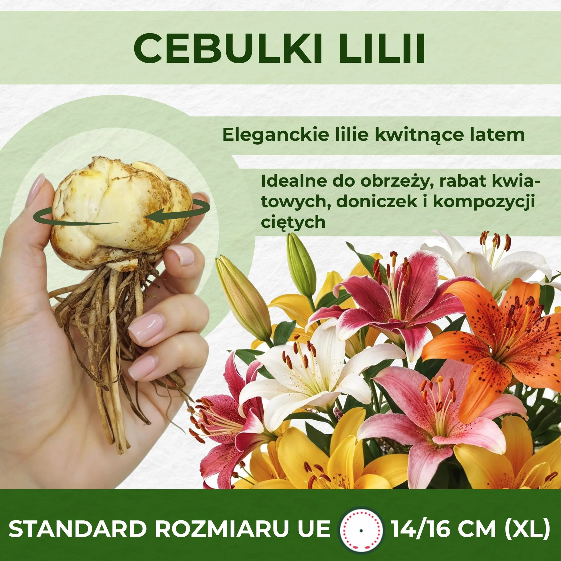 Cebulki lilii orientalnej lotosu mieszanka 10 sztuk byliny wytrzymałe z Holandii