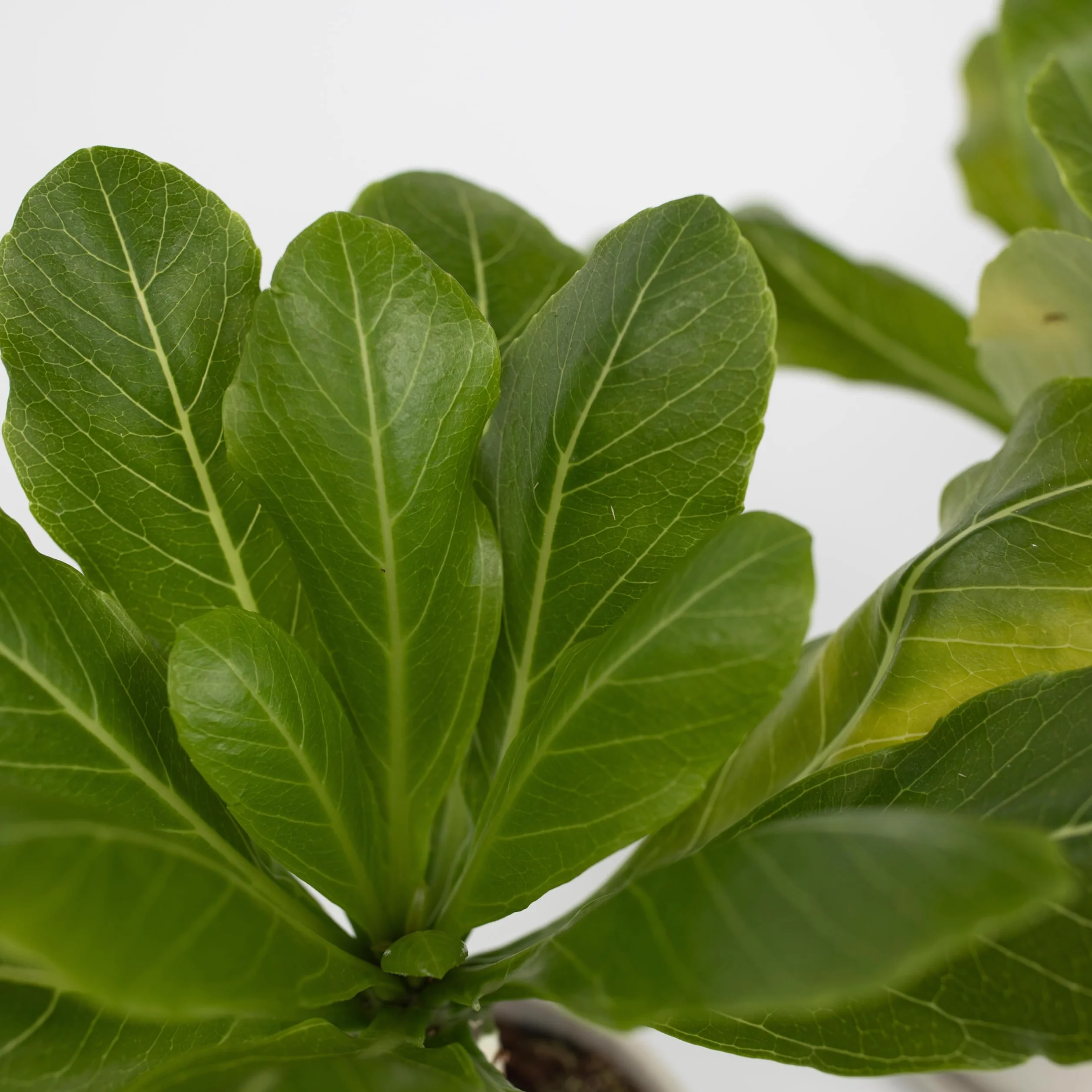 Brighamia Insignis Palma Hawajska Zestaw 2 sztuk Doniczka 12cm Wysokość 25-35cm