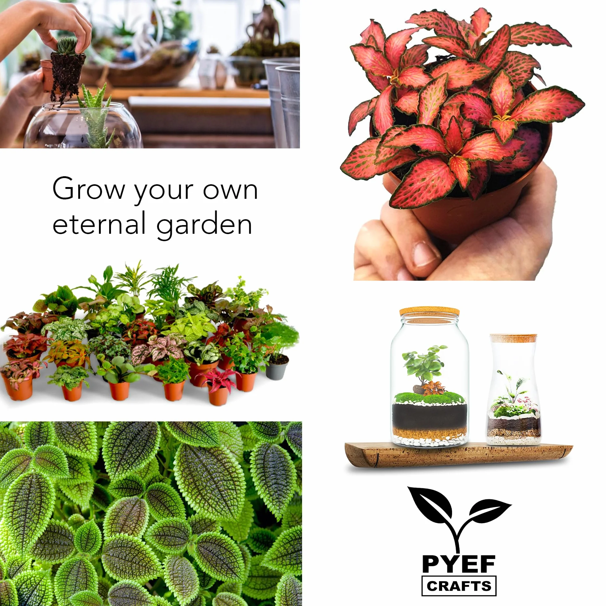 Zestaw do terrarium DIY dla roślin, zestaw startowy do ogrodu w butelce, samowystarczalny ekosystem, zestaw do terrarium ze słoikiem, mchem, ziemią, węglem aktywowanym, kamieniami i narzędziami (bez