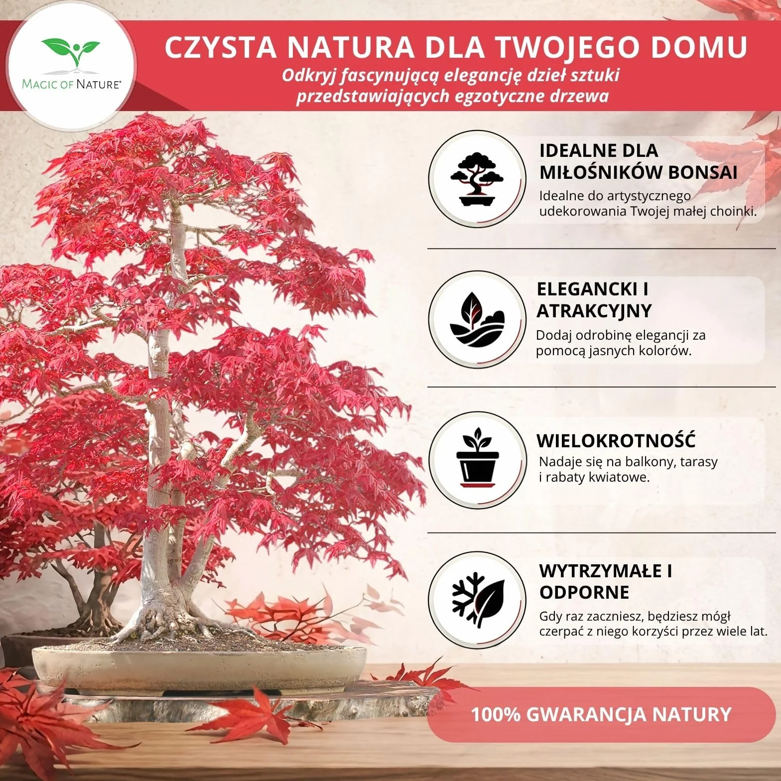 Klon Palmowy Czerwony Nasiona 20 szt - Mrozoodporny Acer Palmatum Atropurpureum Bonsai Ogród