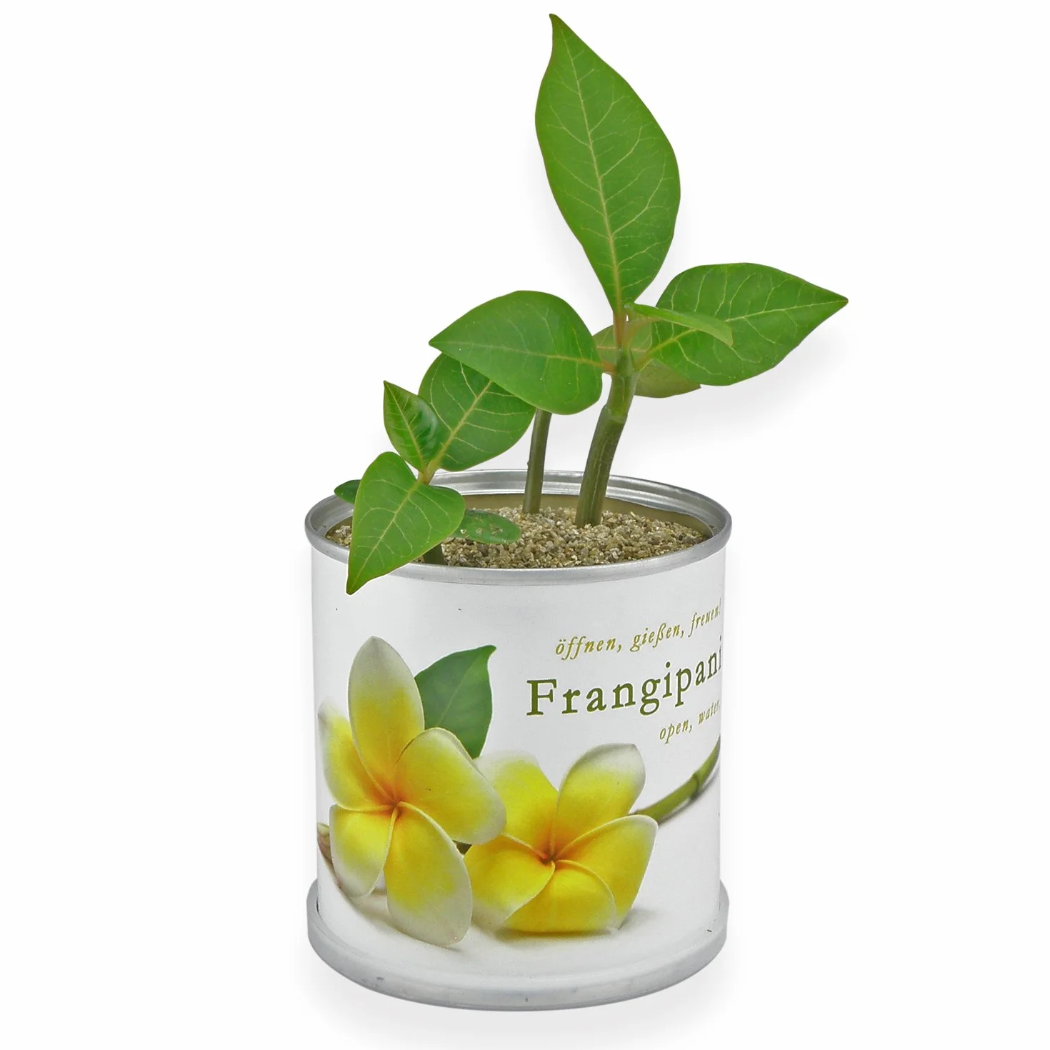 Frangipani | zestaw do uprawy jako specjalny prezent | otwarcie podlewania radości, motyw "Dankeschön", drzewo świątynne, joga, drzewo do jogi, żółte