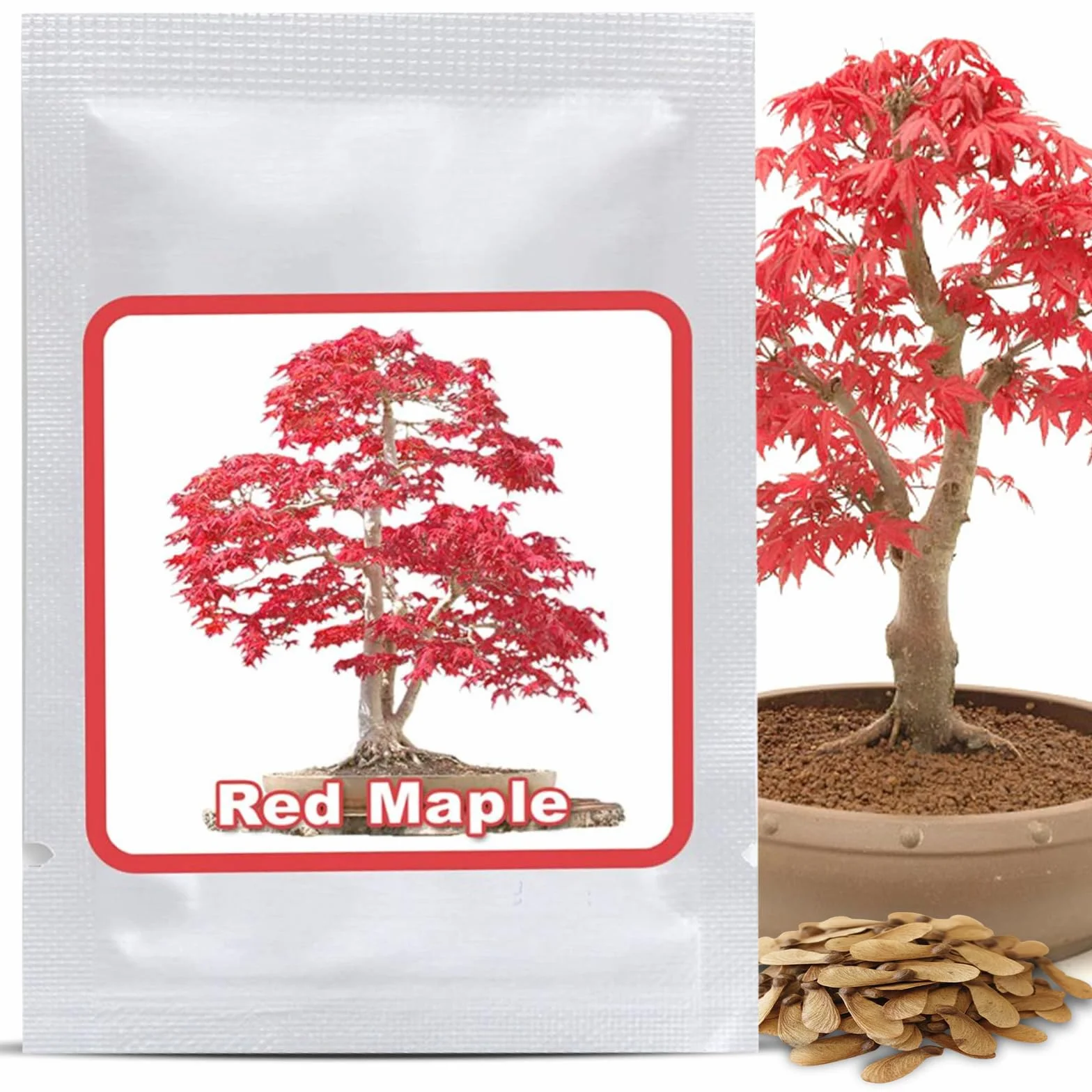 Klon Palmowy Czerwony Nasiona 20 szt - Mrozoodporny Acer Palmatum Atropurpureum Bonsai Ogród