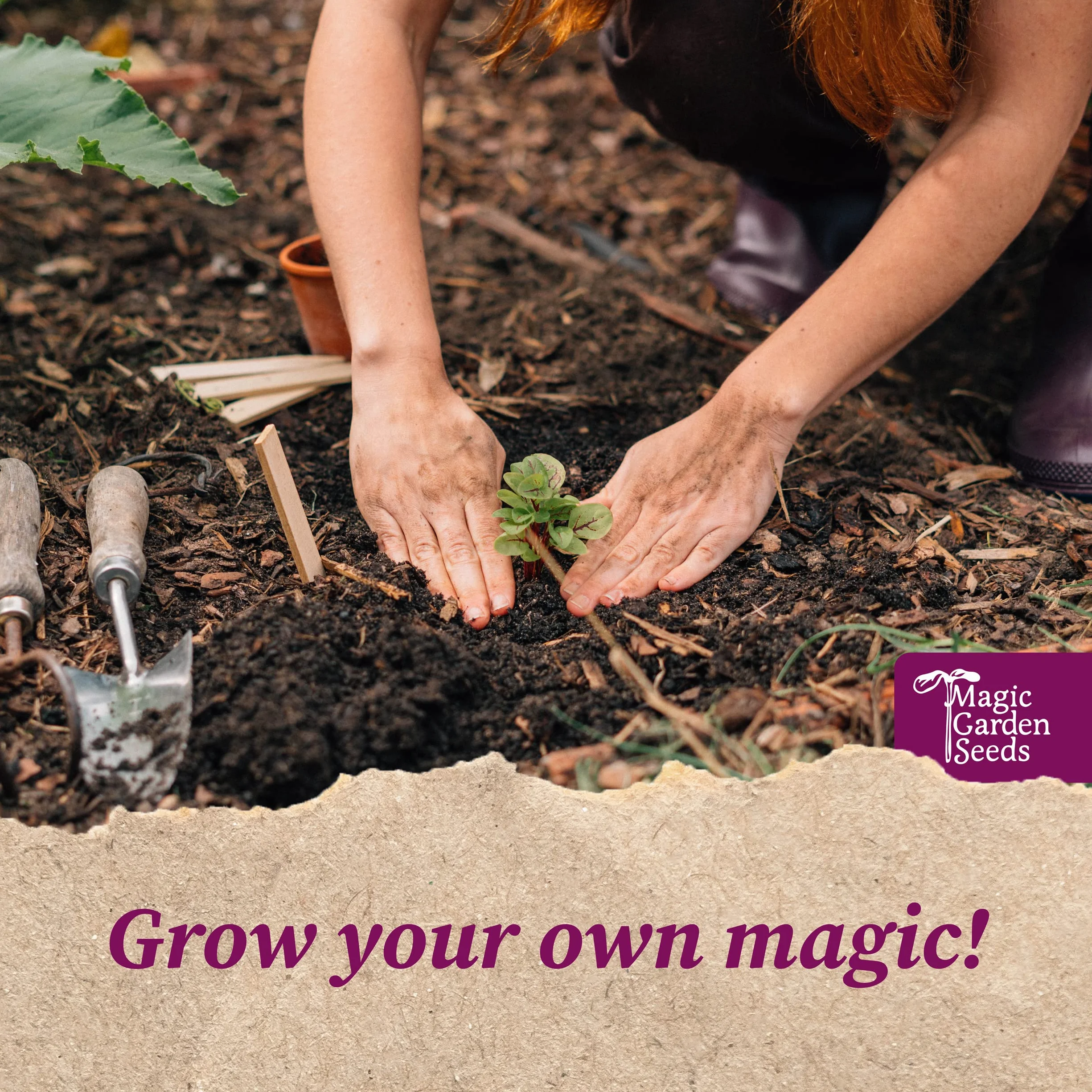 Magic Garden Seeds - Stare odmiany truskawek – zestaw upominkowy z 3 tradycyjnymi, pysznymi odmianami – zestaw do uprawy z białą truskawką, czerwoną truskawką miesięczną i poziomką