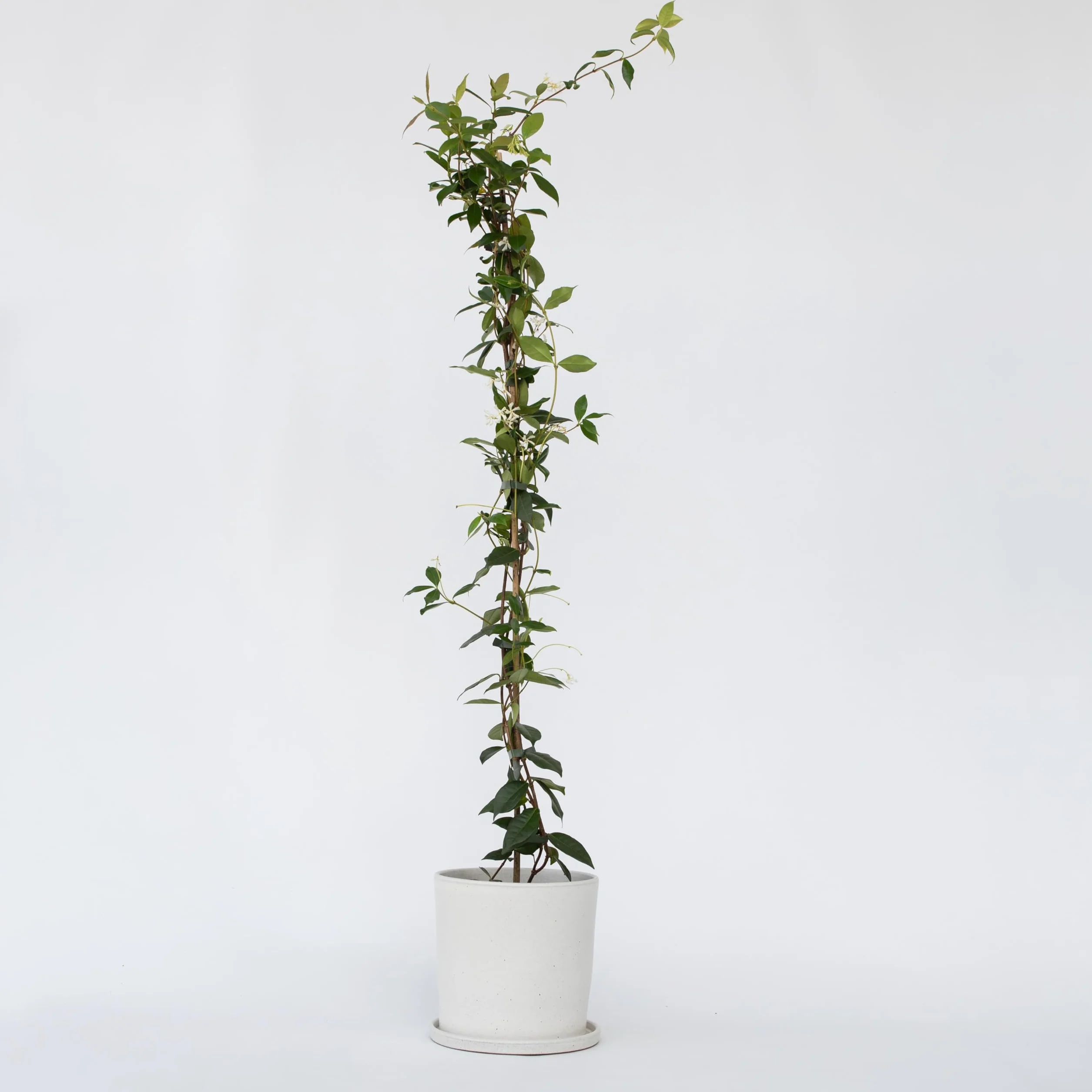 Plant in a Box - Jaśmin Toskański - Trachelospermum jasminoides - Wys. 110-120 cm - Doniczka 17 cm - Roślina pnąca
