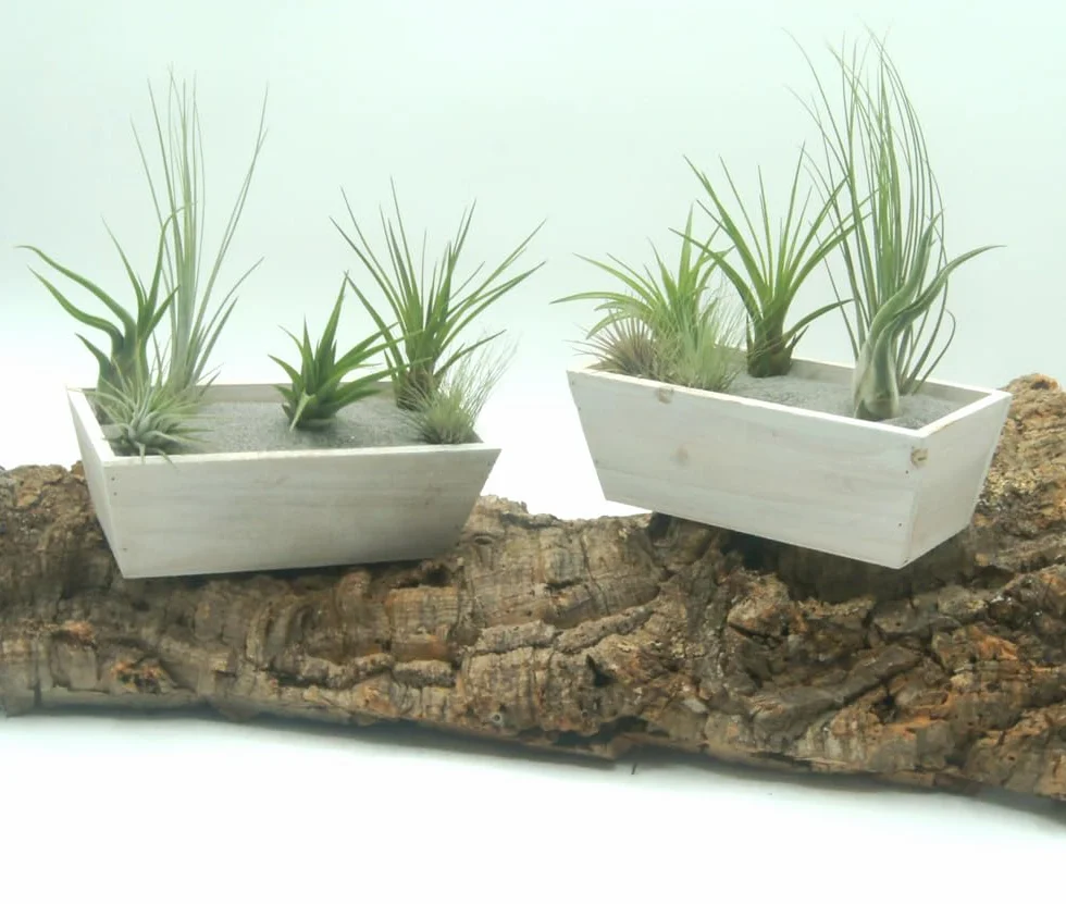 Tillandsien mix 5 sztuk EXTRA T. fuchsii var gracilis Air Plants łatwe w pielęgnacji naturalna dekoracja