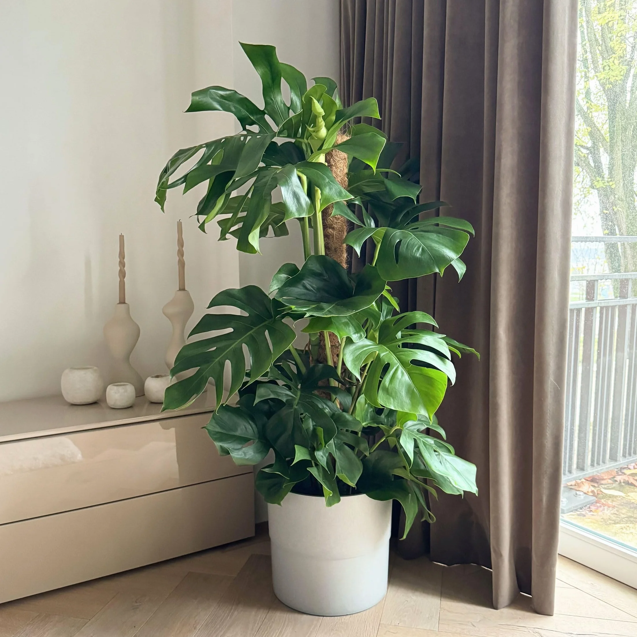 Plant in a Box - Monstera Deliciosa - Dziurawiec - Doniczka 24cm - Wysokość 120-130cm