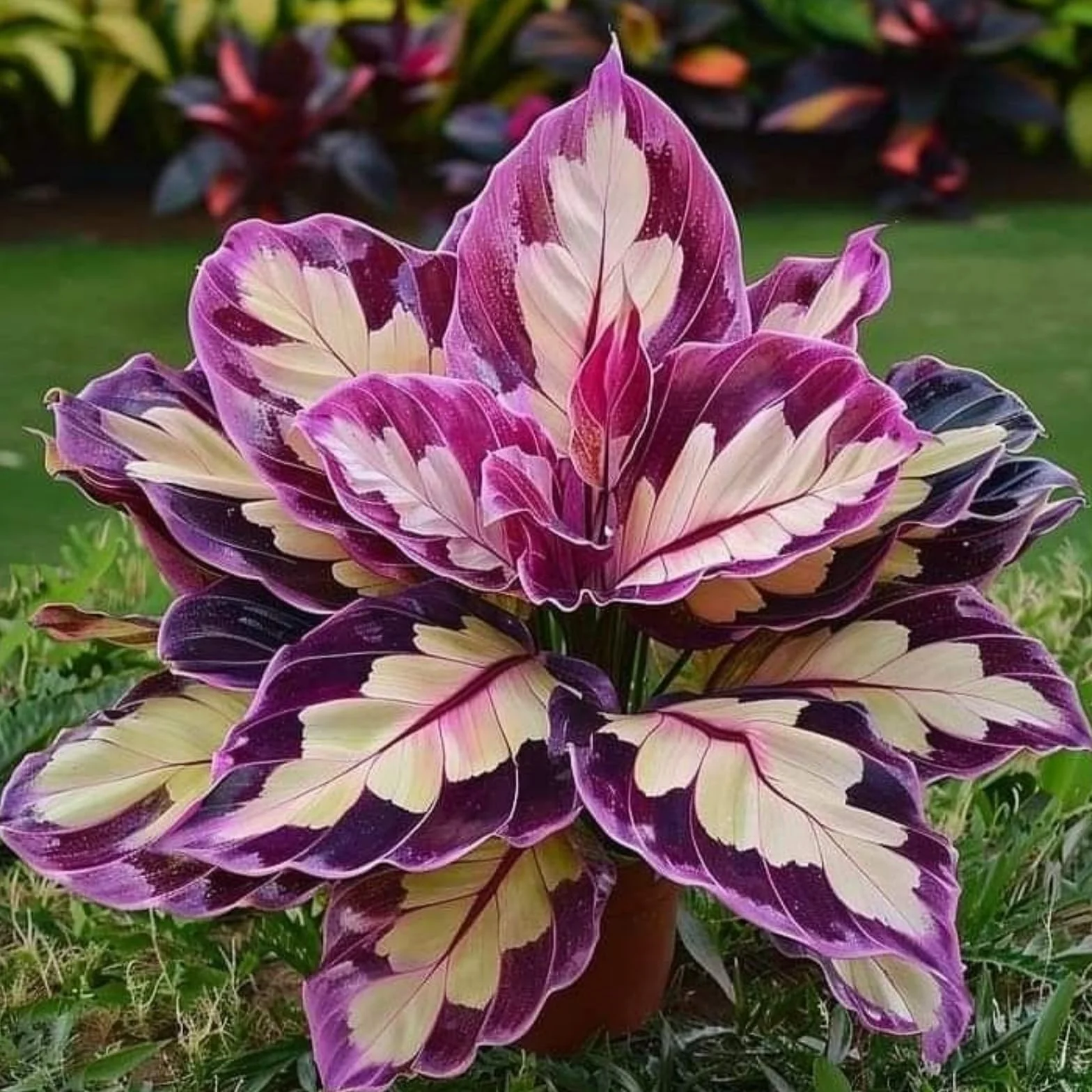 Cebulki Hosta 4 szt. do sadzenia jesienią, dekoracja ogrodowa, bez podlewania