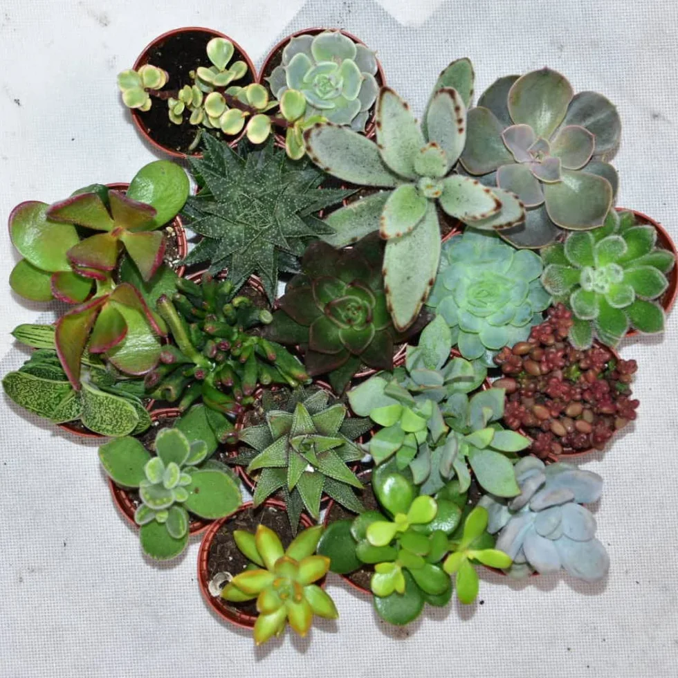 Mini Sukulenty Roślina Set 15 szt. Ø 5.5 cm Doniczka Rośliny Domowe