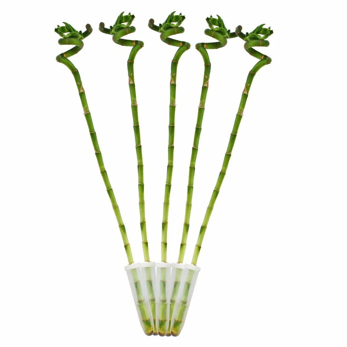 Zestaw 5 szt. bambus szczęścia "Lucky Bamboo" w kształcie spirali w rurce Dracaena Sanderiana ok. 40 cm wysokości