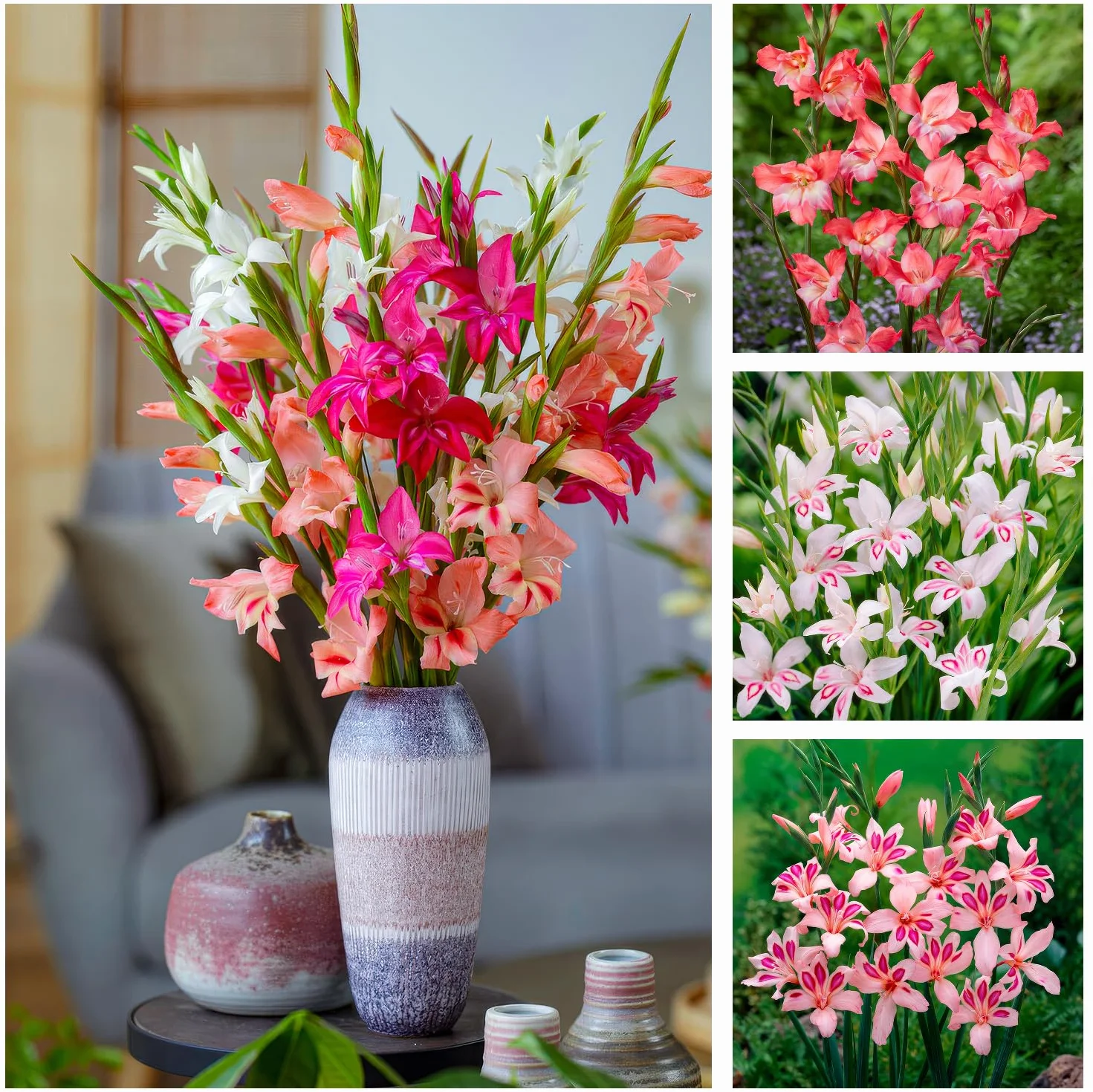 Cebule gladioli Botanisch Nanus Collection (50 cebulek kwiatowych) | ekskluzywna mieszanka roślin z Holandii | 7 odmian/kolorów | dekoracja do ogrodu, na balkon (bez nasion, nie