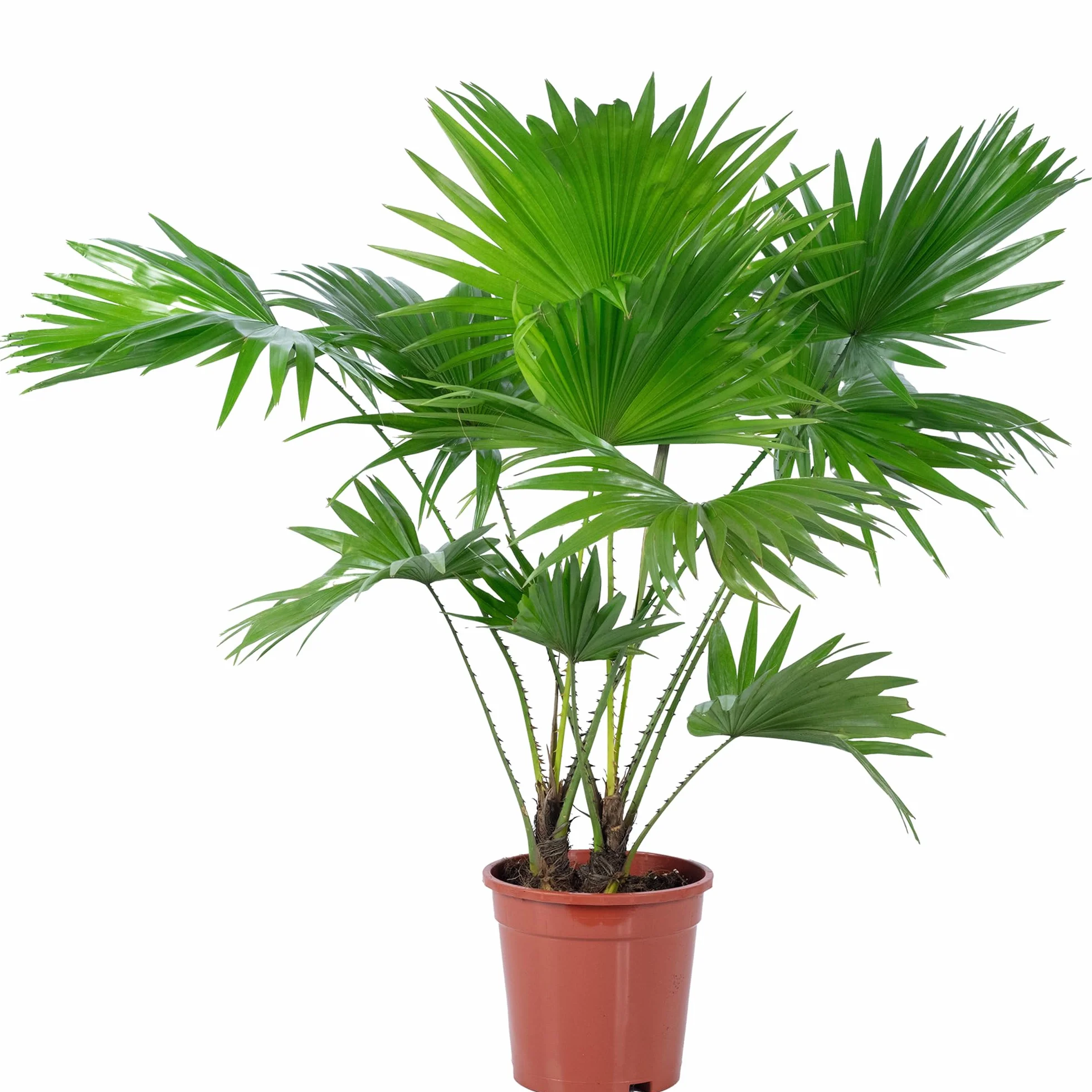 Palma parasolowa Livistona 60 cm roślina pokojowa doniczka 17 cm