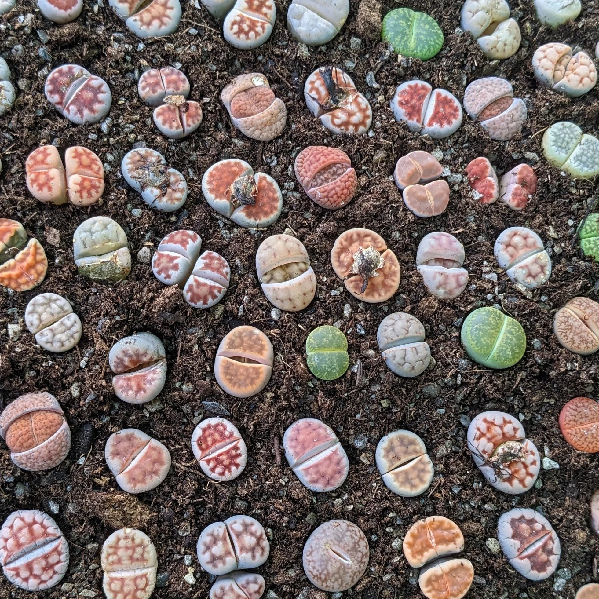 SUNNYPLANTS Lithops mieszanka roślin, rzadkie sukulenty żywe kamienie (10)
