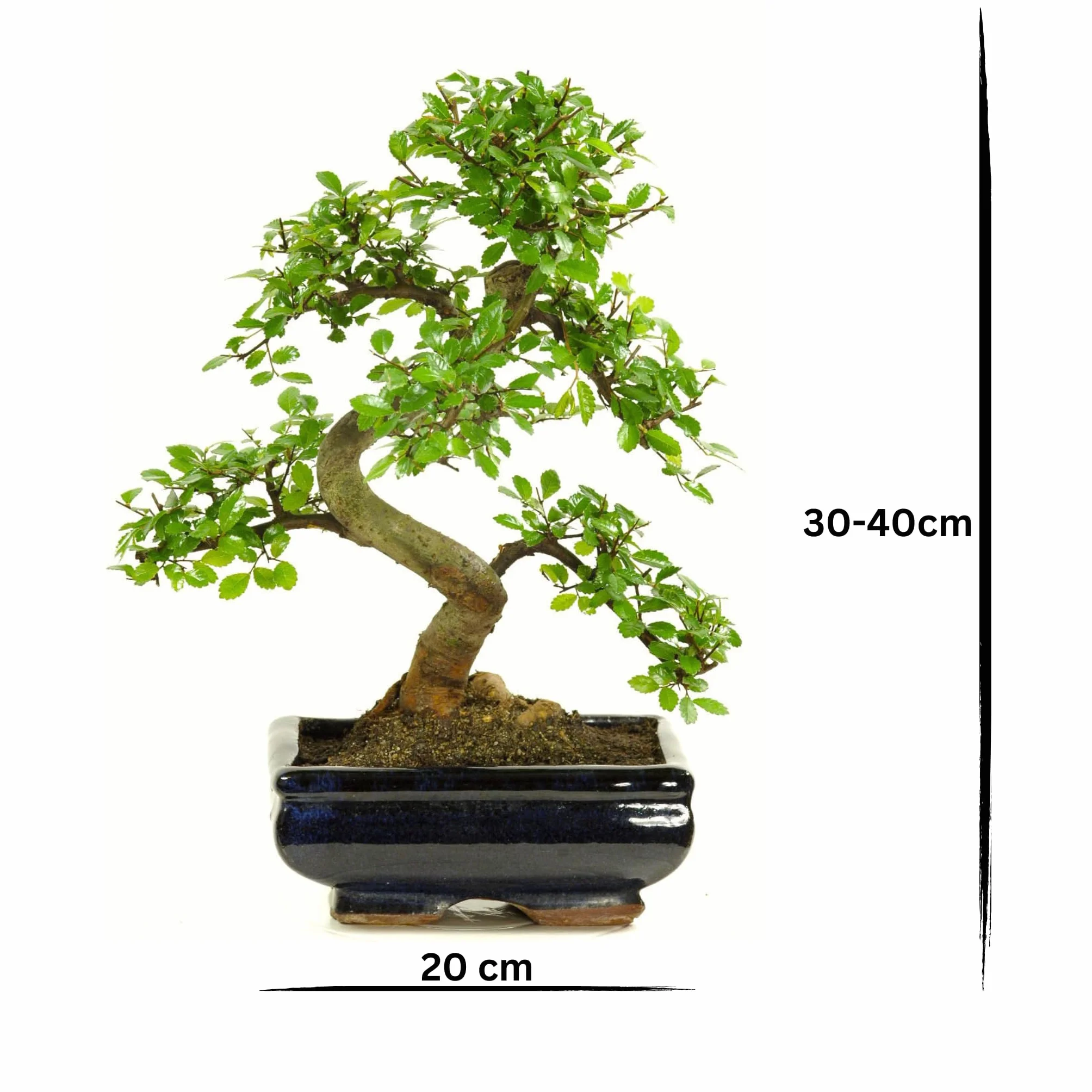 Drzewko Bonsai z Ceramiczną Doniczką - Ligustrum, Ficus, Carmona, Podocarpus, Wiąz Chiński - Ok. 6-9 lat (Rozmiar doniczki 20 cm)