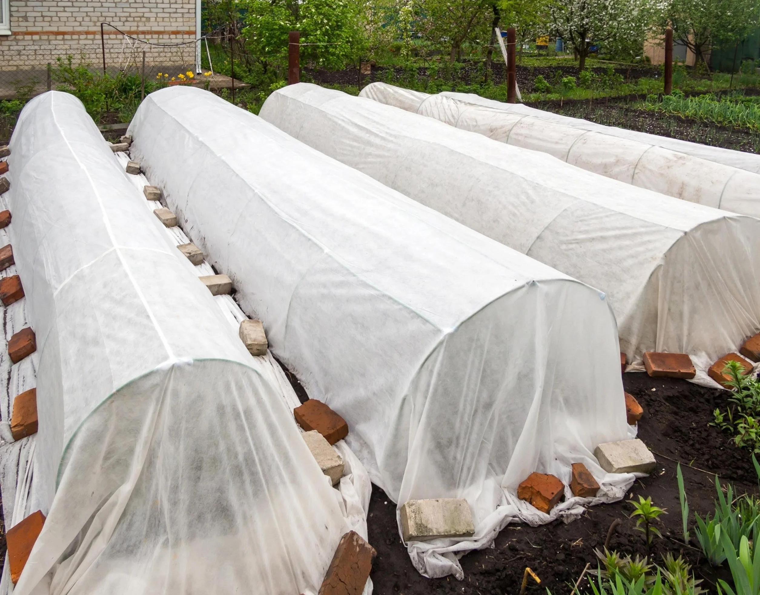 AGROWŁÓKNINA BIAŁA 1,6m 50g/m2 UV 30 m