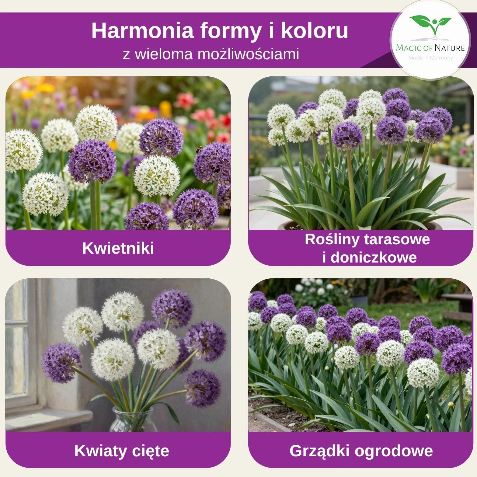 Magic of Nature: Czosnek Olbrzymi Nasiona (60 szt.) Allium giganteum Mix Fioletowy i Biały – Mrozoodporne Nasiona Ogrodowe