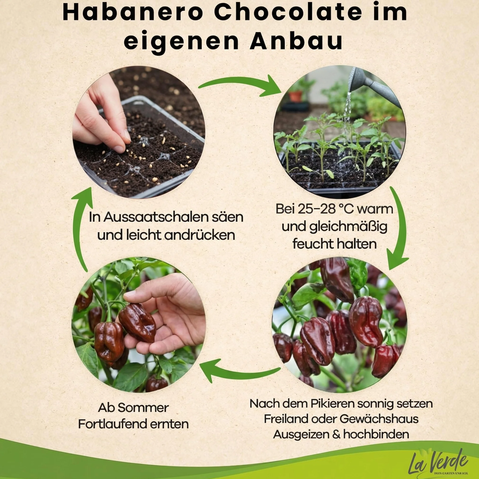 La Verde MEIN GARTEN UND ICH Habanero nasiona papryki czekoladowej bardzo ostre chili