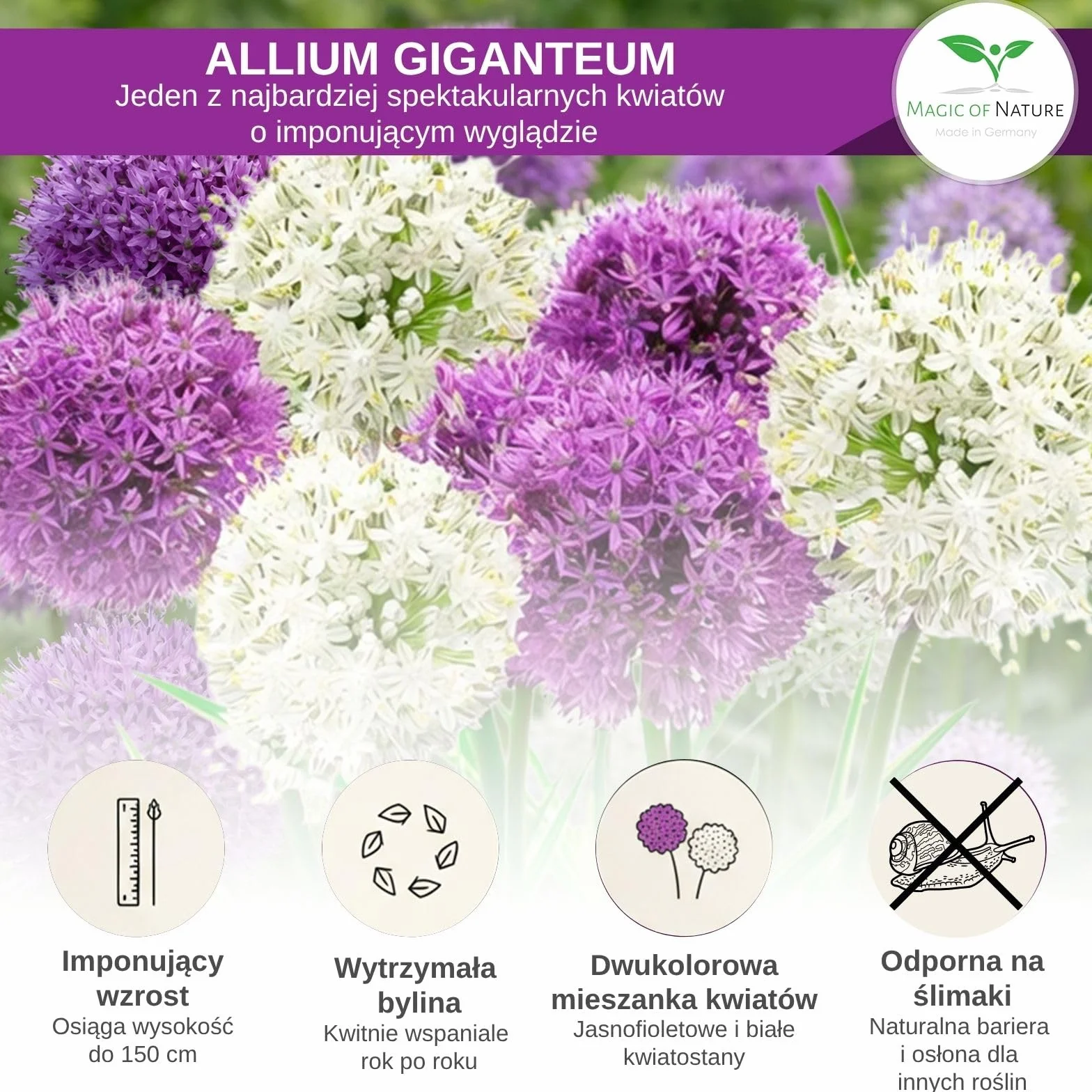 Magic of Nature: Czosnek Olbrzymi Nasiona (60 szt.) Allium giganteum Mix Fioletowy i Biały – Mrozoodporne Nasiona Ogrodowe