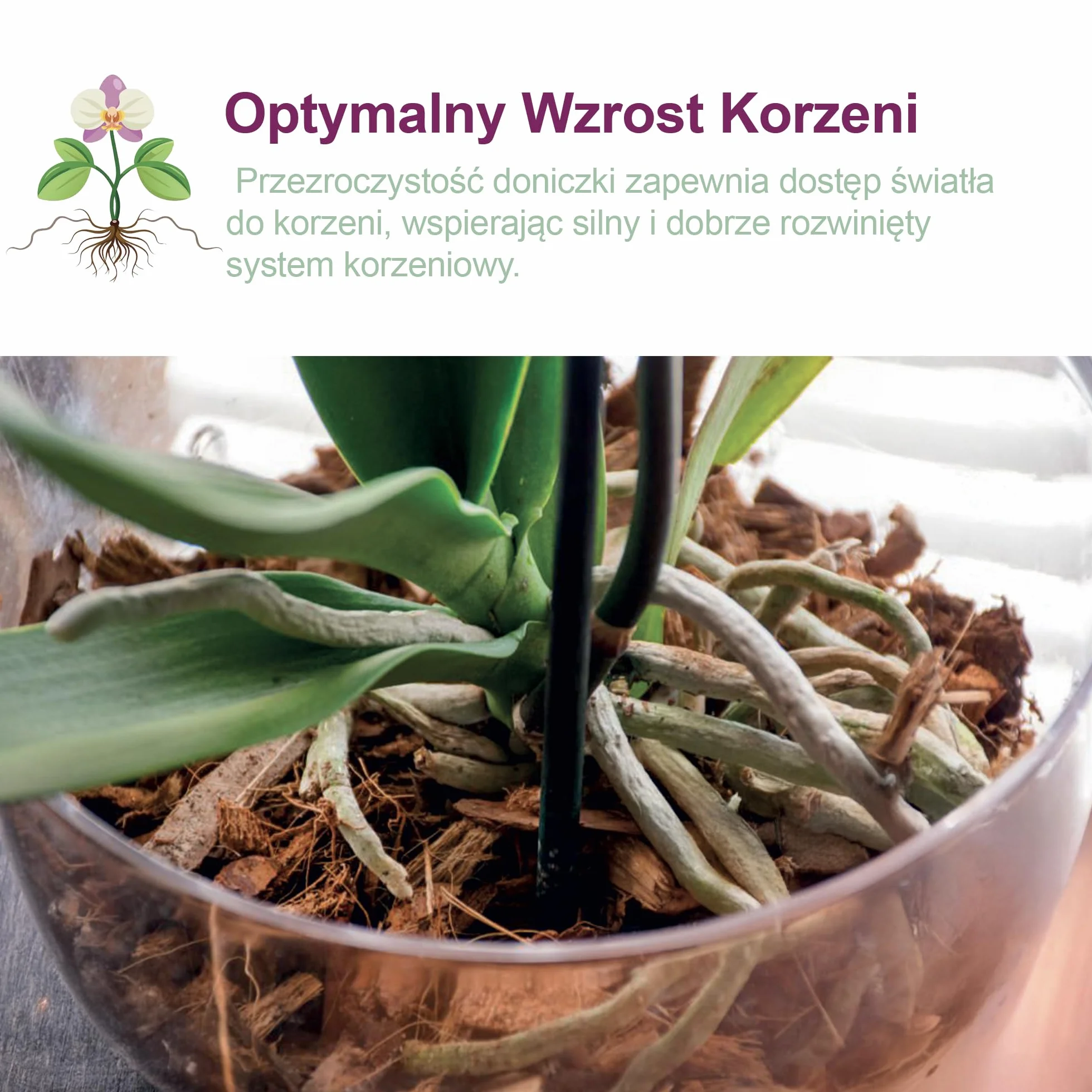Przezroczysty plastikowy wazon na orchideę z otworami drenażowymi i spodkiem (5, Ø 16 cm)