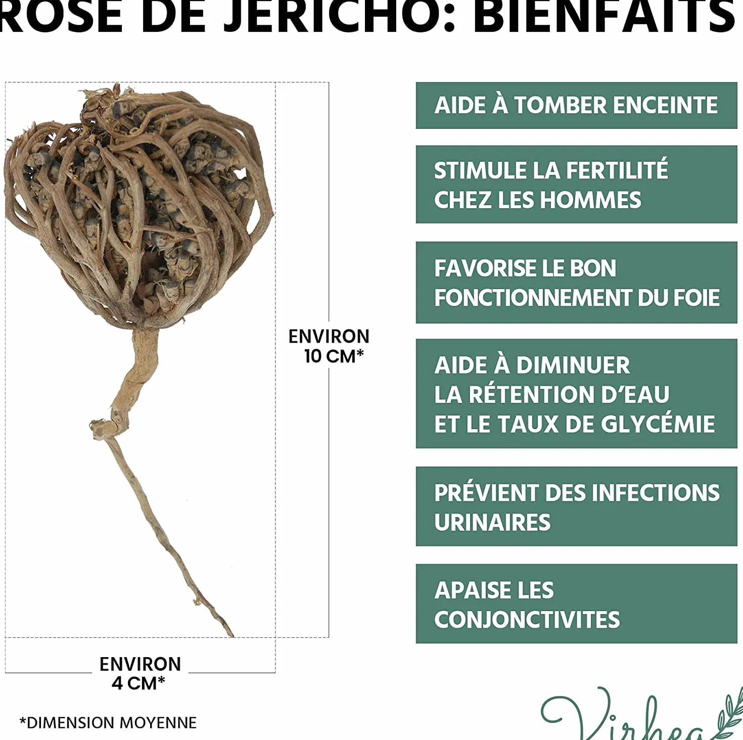 Rose de Jericho Chajarat Mariam x8 - Roślina promująca płodność