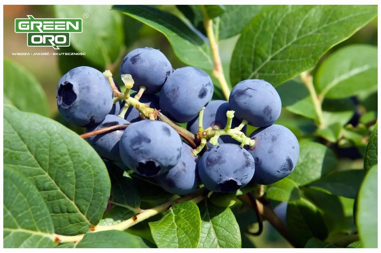 ORO BILBERRY 5KG Nawóz do borówek i roślin kwasolubnych