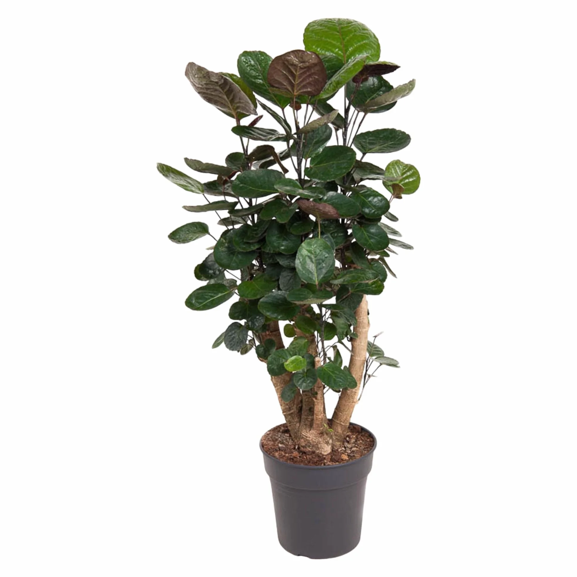 Trendyplants - Polyscias Fabian - Aralia - Roślina doniczkowa - Wysokość 80-100 cm - Średnica doniczki Ø24cm